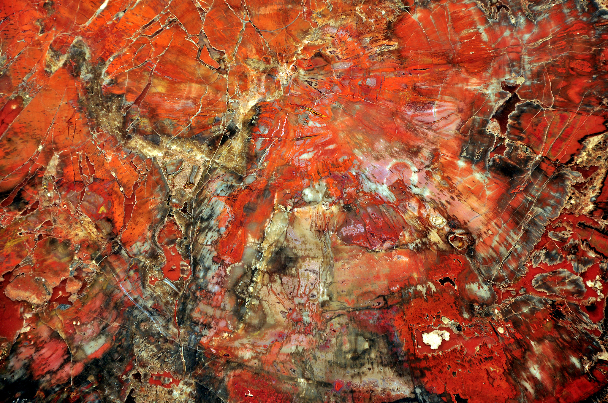 petrified wood agglomerate