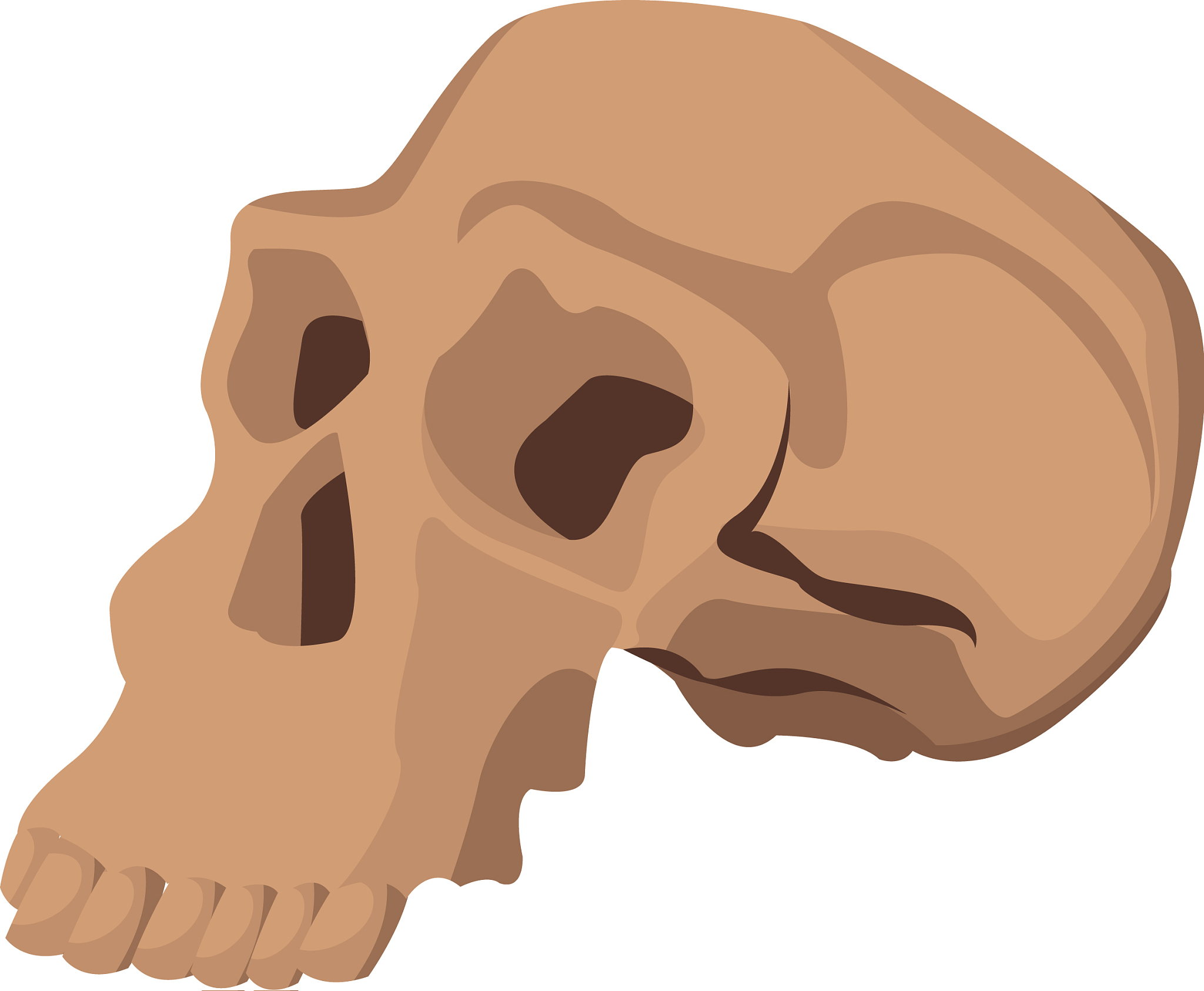 skull human structure anatomy bone icon