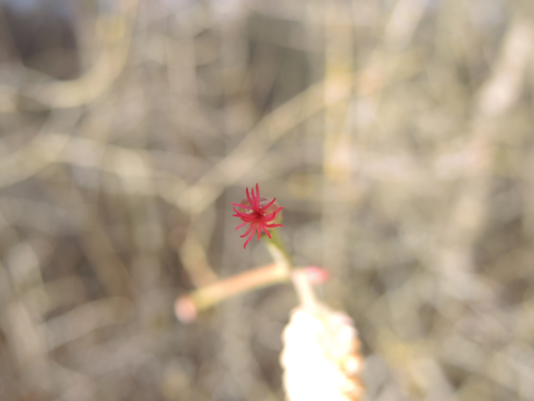 一时落魄莫怨天万物规则记心间腊月本无雪中炭多是春花锦上添龙追凤雀逐燕红衣白马配金鞍若要他人搭把手权换利来酒换烟纵得良When down on your luck dont blame the heavens;Keep the rules of nature in mindThough December has no coals in the snowSpring flowers still blo