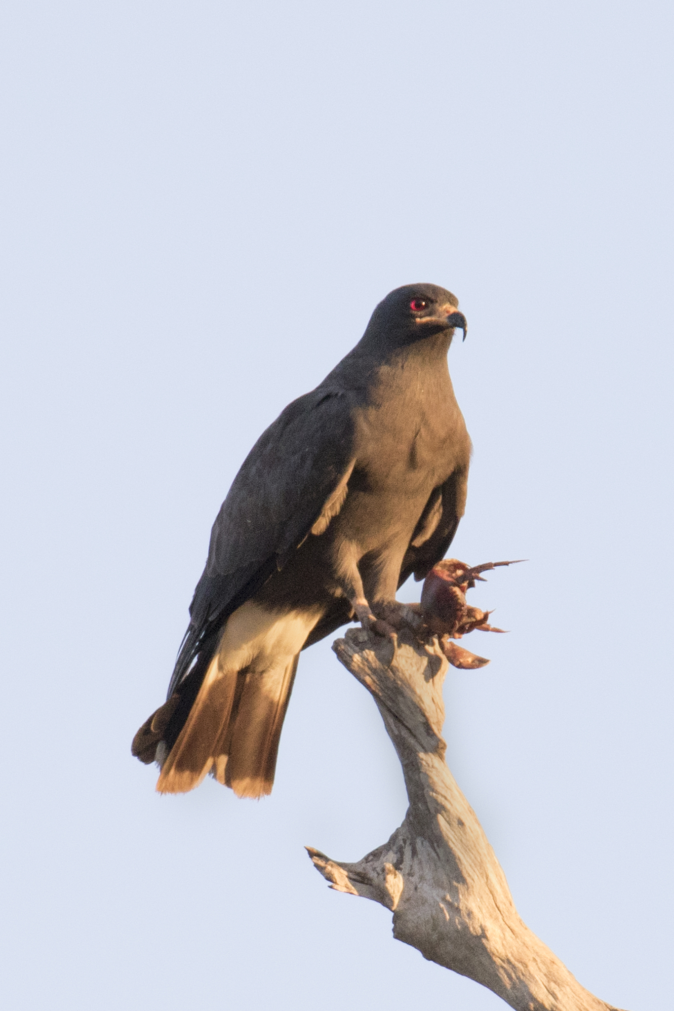 snail kite eating a crab