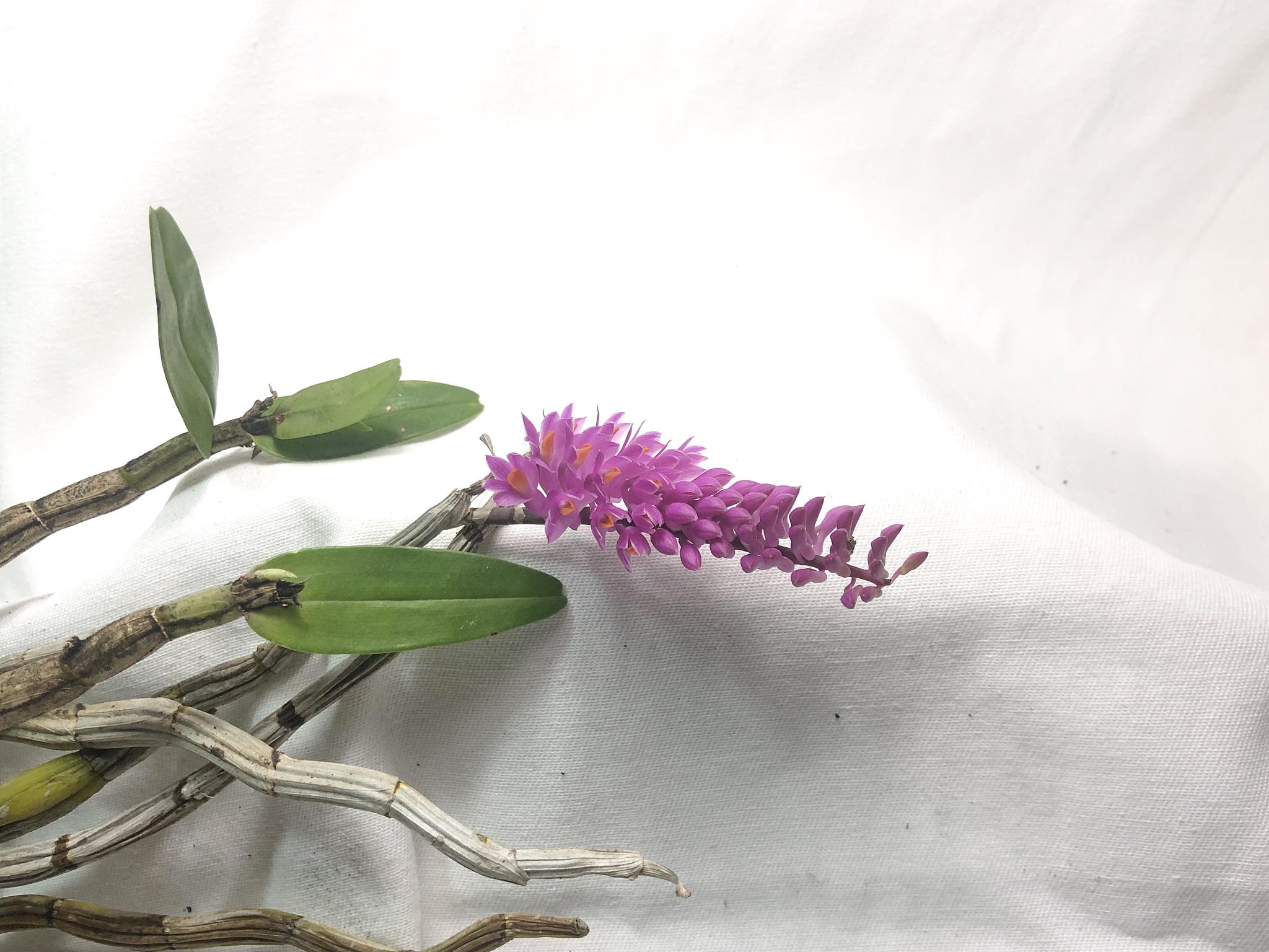 pink dendrobium secundum.