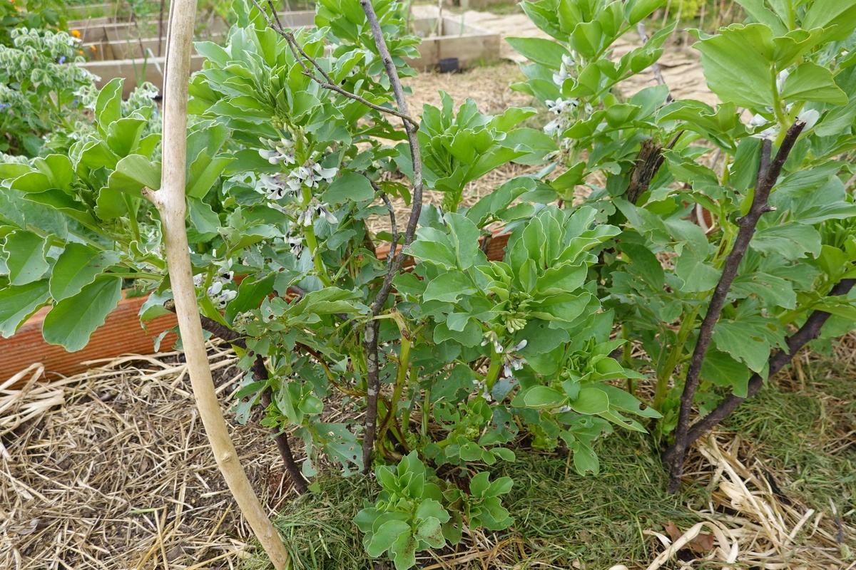 菜园里覆盖着地膜并用支撑杆支撑的蚕豆植株