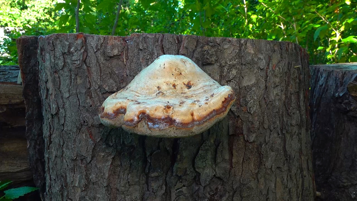 硫酸盐还原菌法污泥：特点、处理与处置