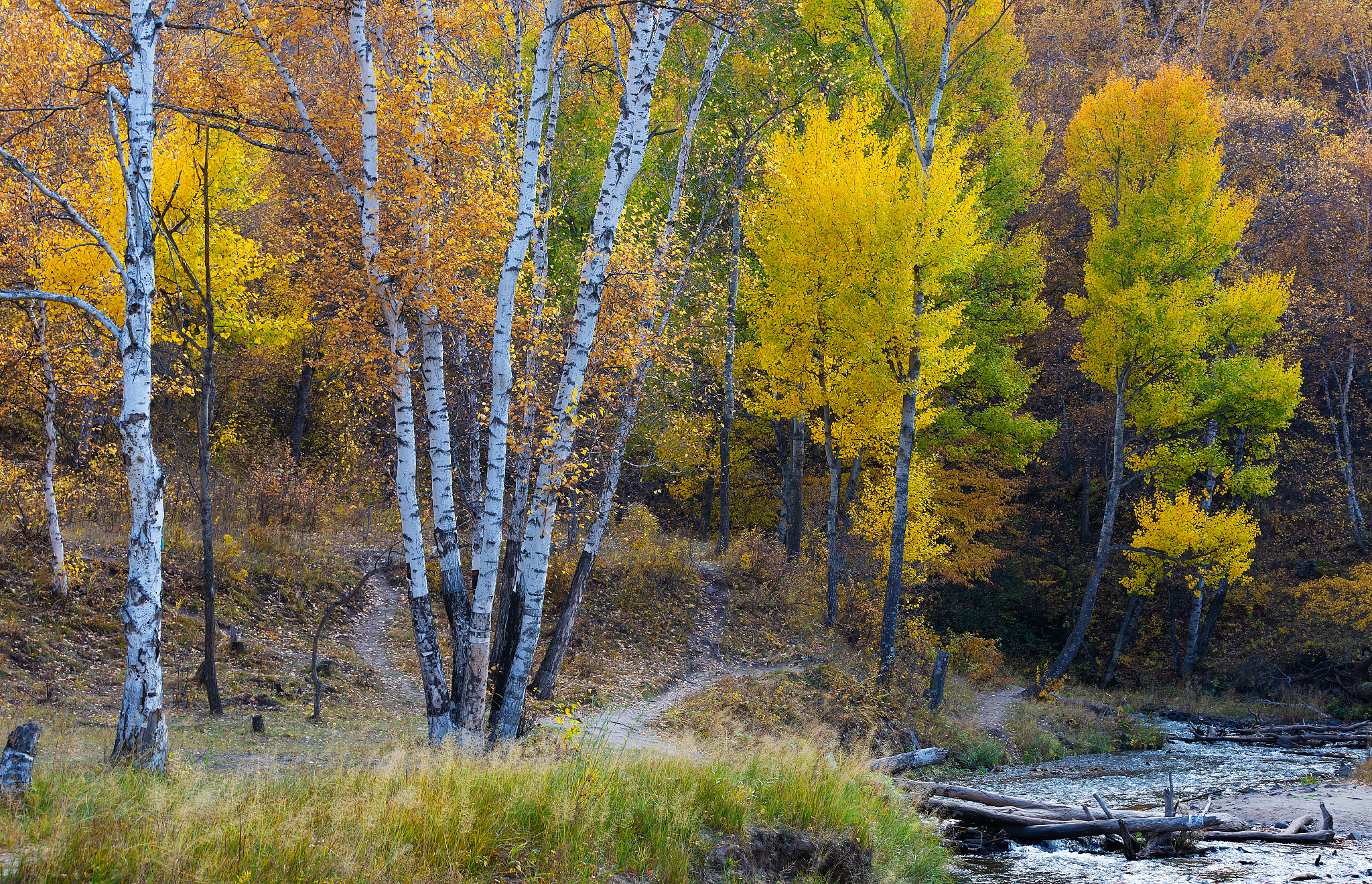 请用100字描述雪山链接草原的白桦林白色与黄色的强烈对比