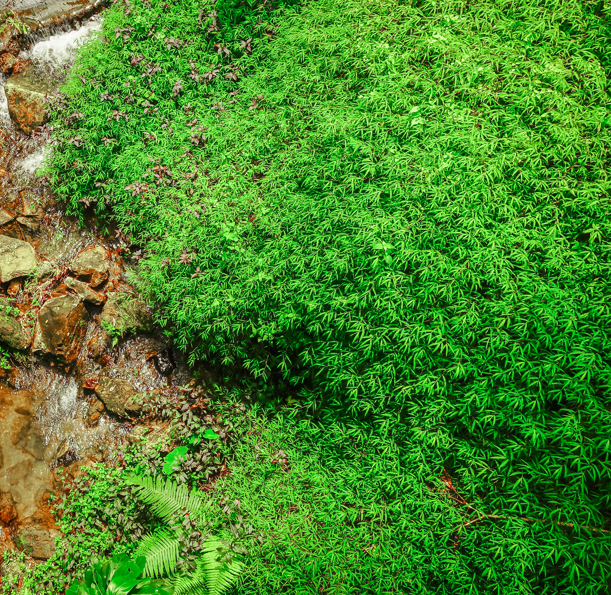 苔藓植物分布格局与生态位模型：影响因素和生态作用