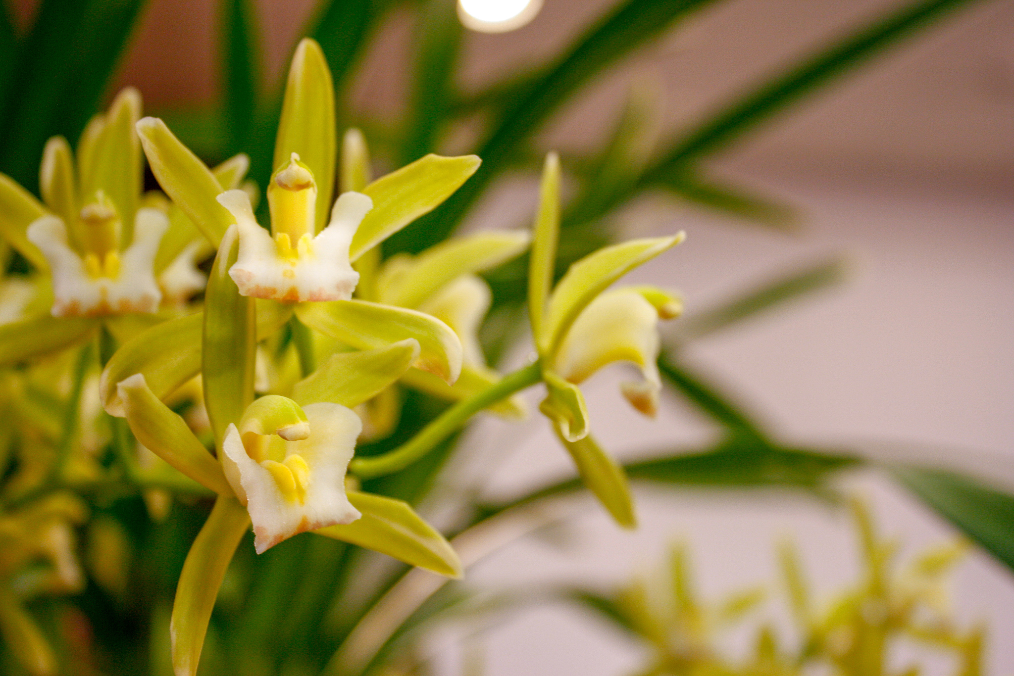 orchid festival chartreuse orchid