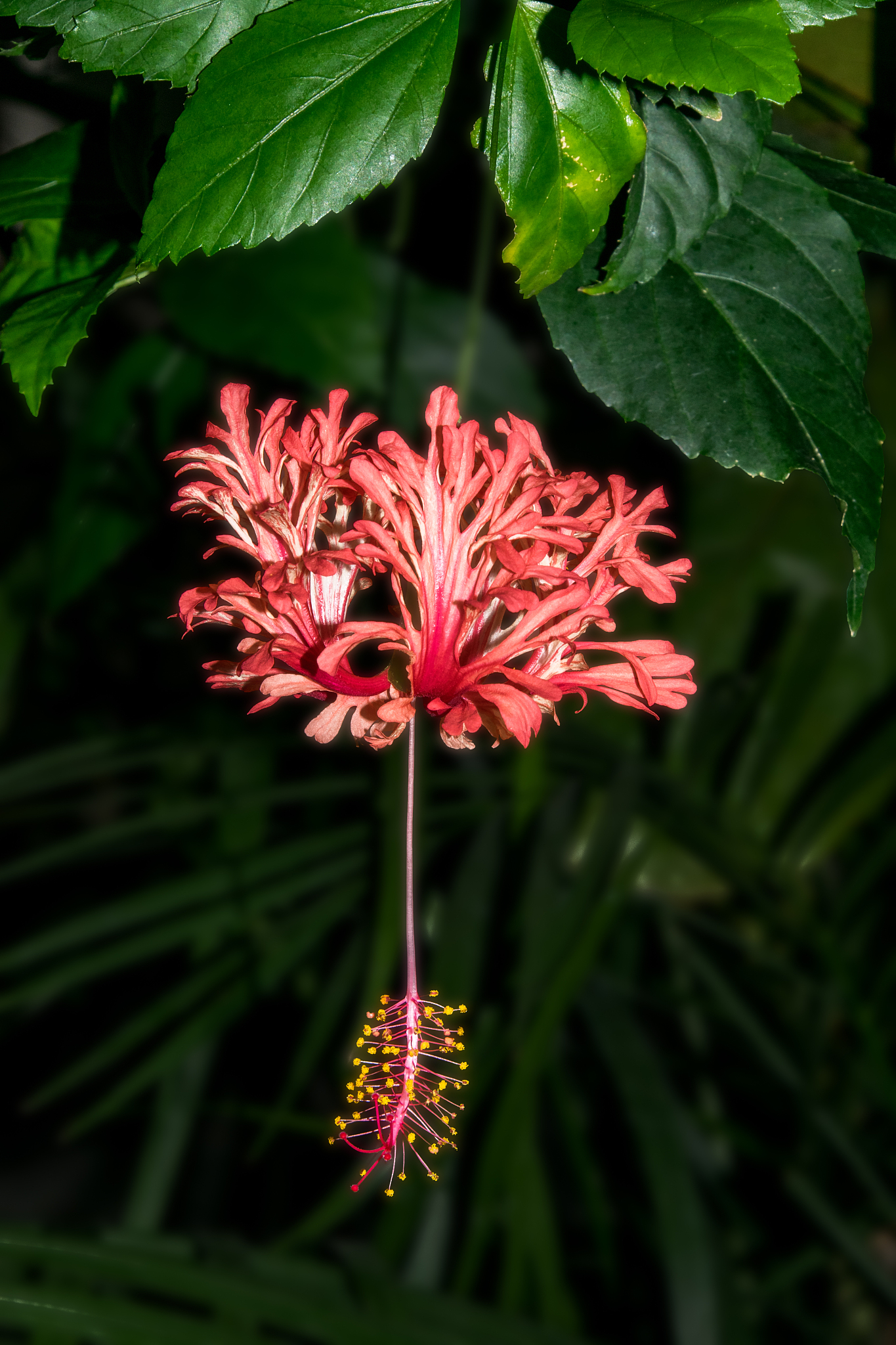 groe rote blüte hngt an einem ast