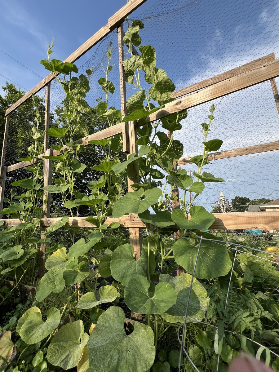 藤绿宝甜瓜可以爬地种吗？两种种植方式优缺点分析