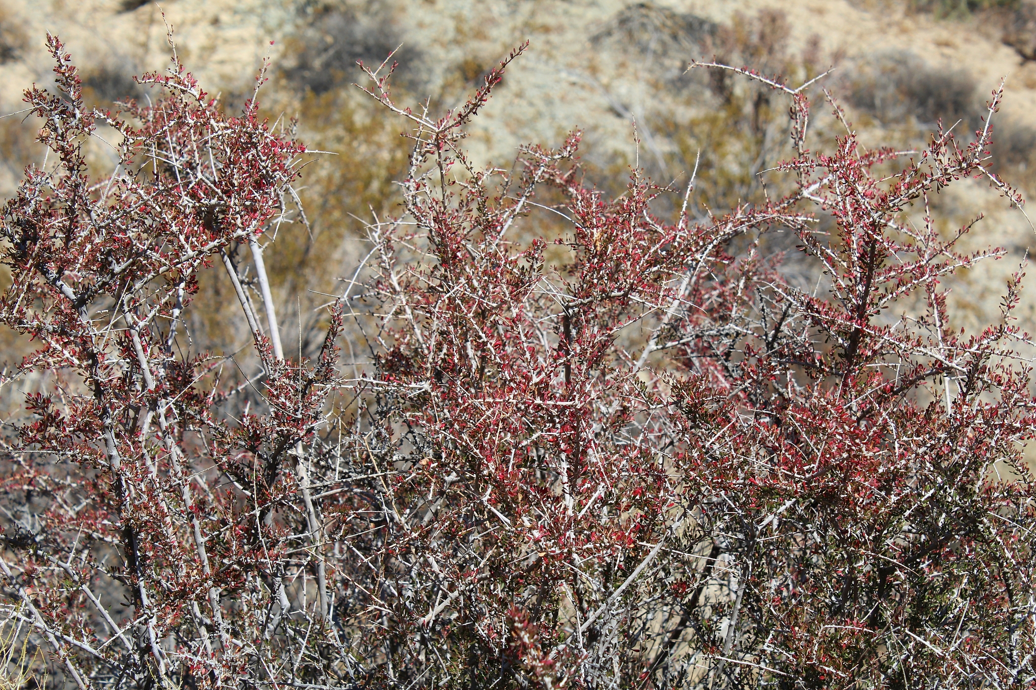 杨凌职业技术学院植物保护与检疫技术专业：前景广阔，值得选择