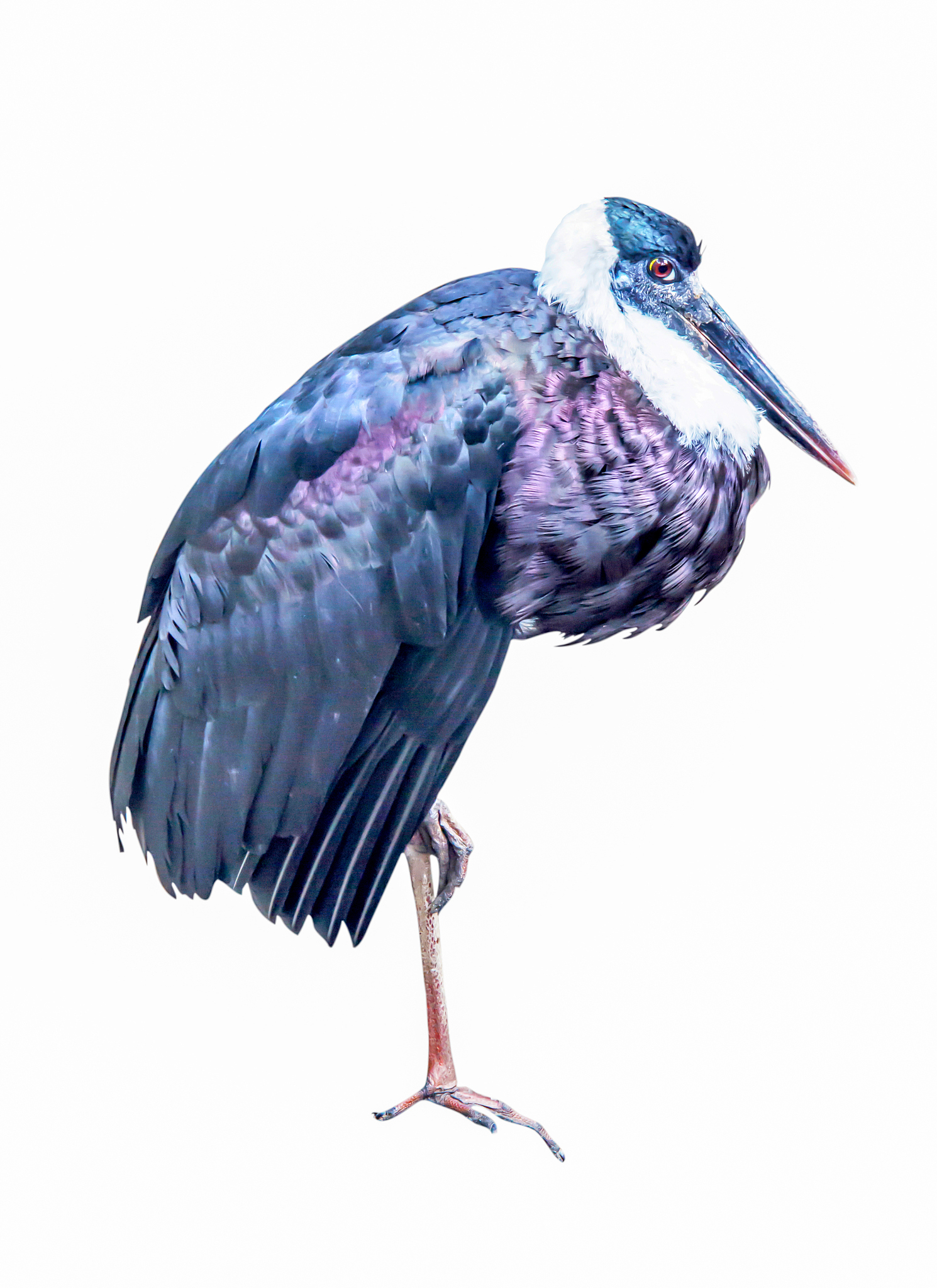 中国古代观鸟记录：从《山海经》到《鸟类志》