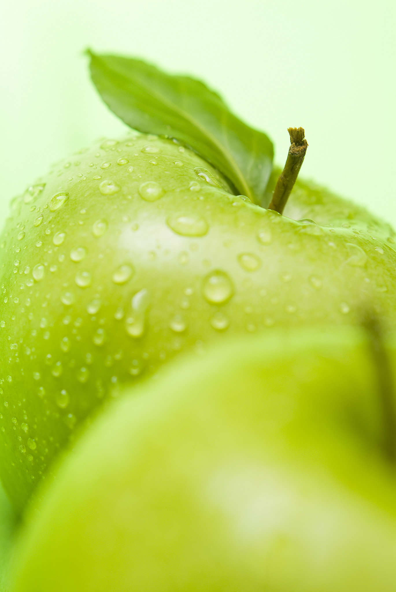 荷叶圆圆绿绿，与苹果大不同：形状、质感、功能全解析