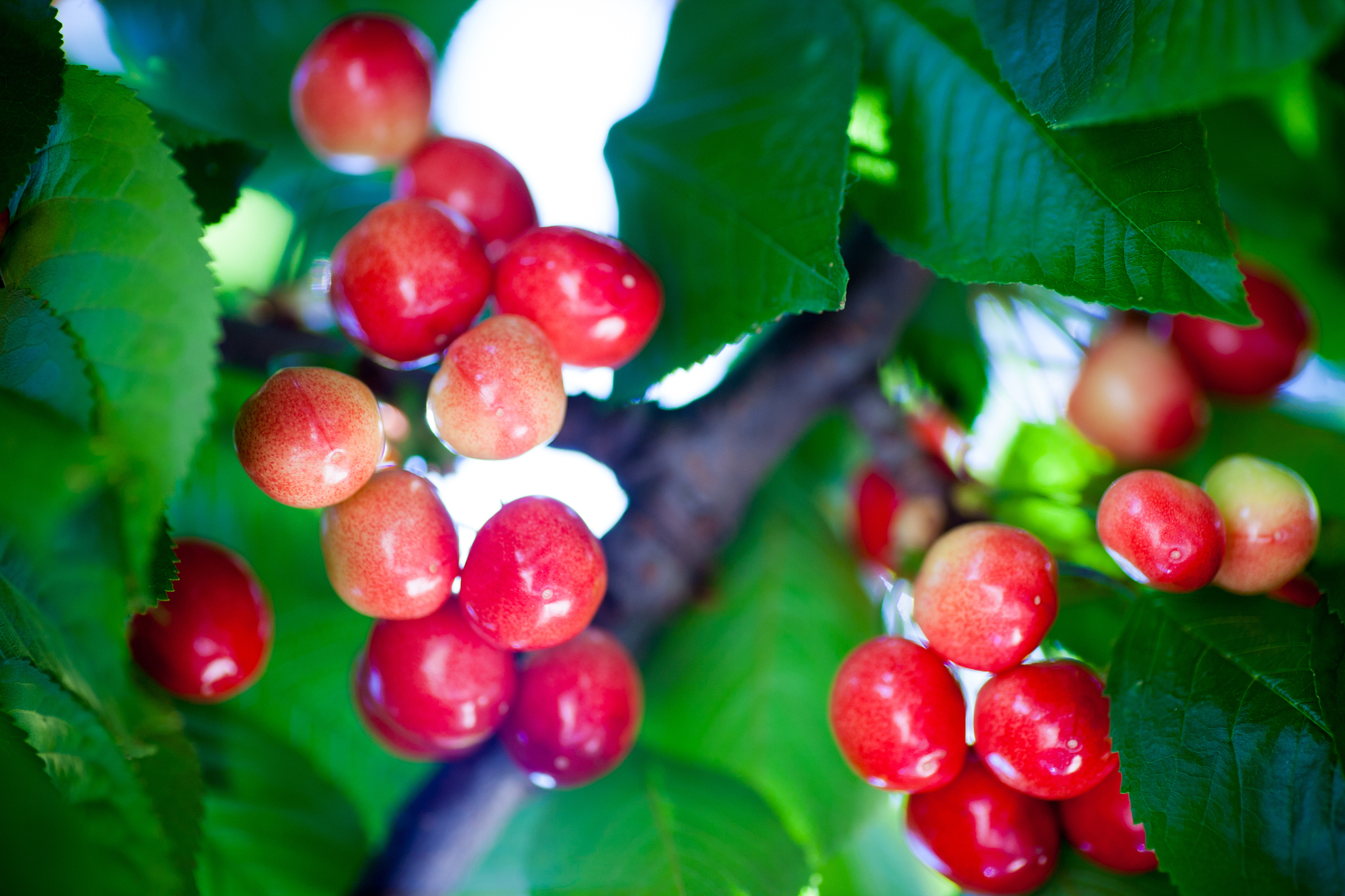 cherry basket cherry tree branch fresh cherries sweet cherries