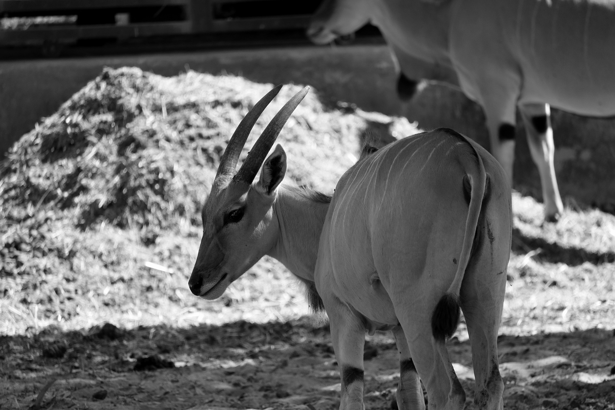 animal standing on ground