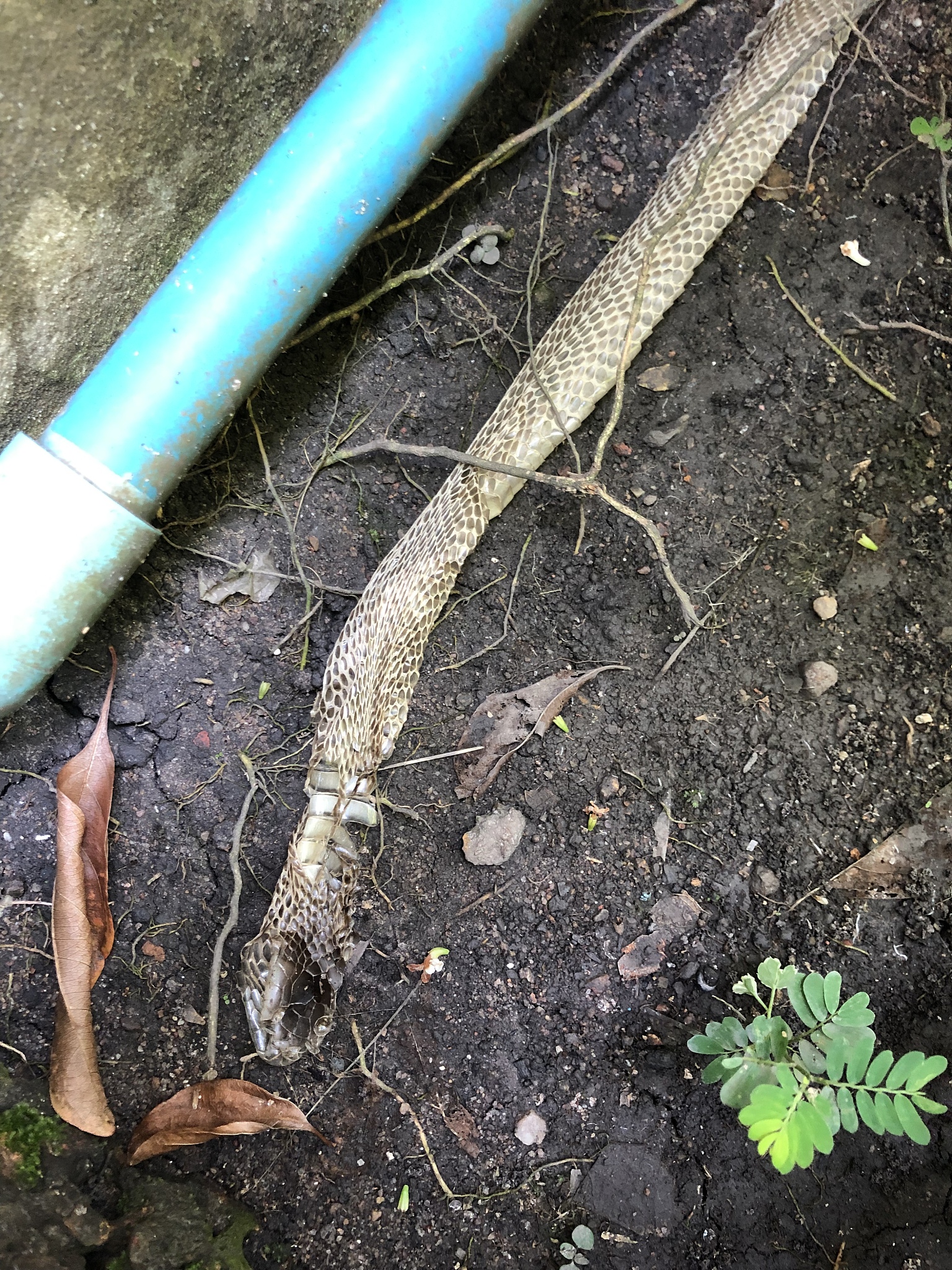 Animal 期刊：动物科学领域的权威期刊