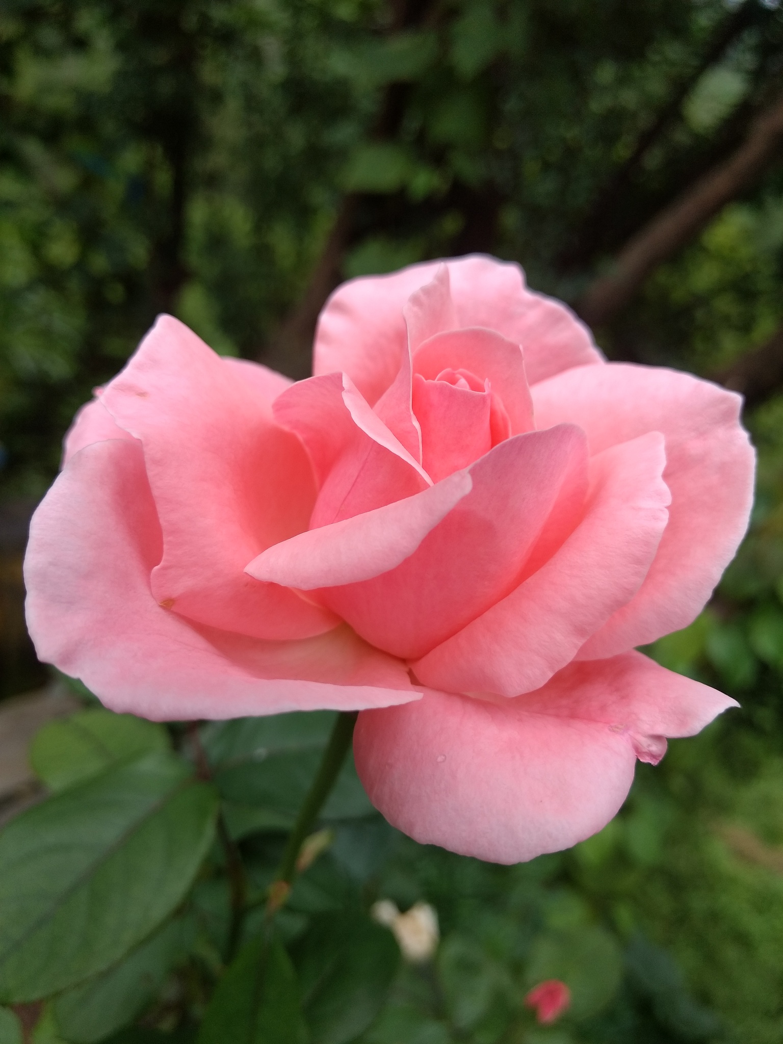 兔子不吃窝边草是什么意思_词语兔子不吃窝边草的意思