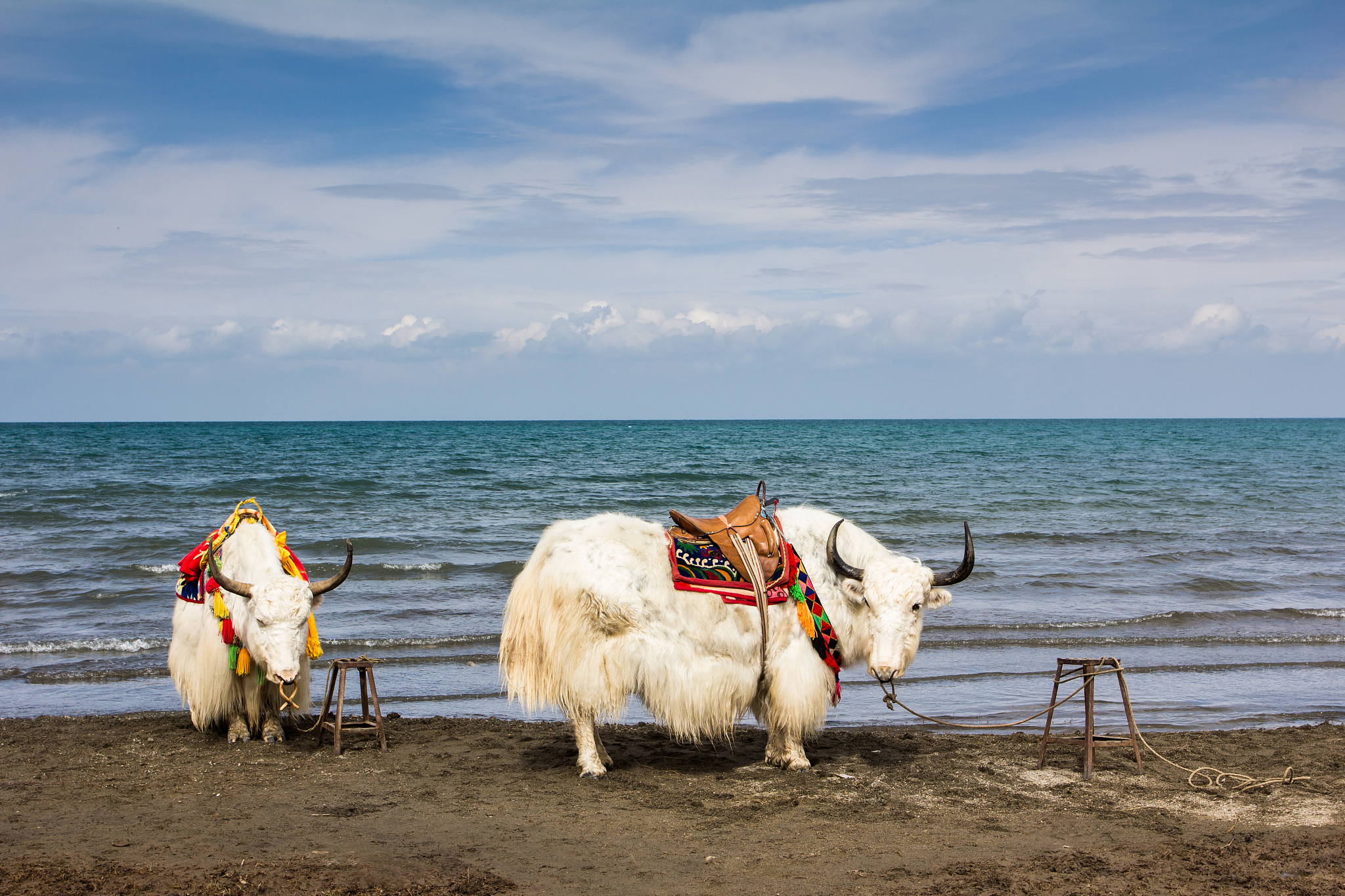 青海之旅：感受自然之美，体验文化魅力
