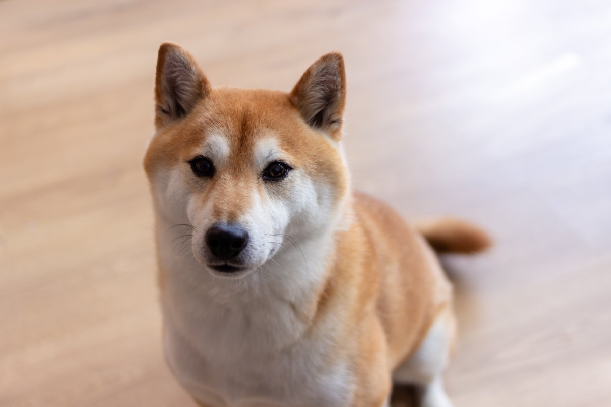 名犬排行榜前十名大揭秘：你知道你的狗狗上榜了吗？