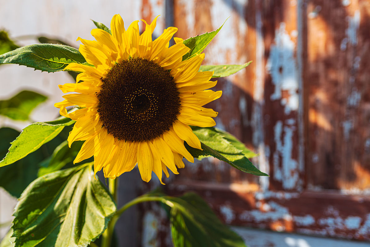 向日葵的4字词语：10个优美词汇