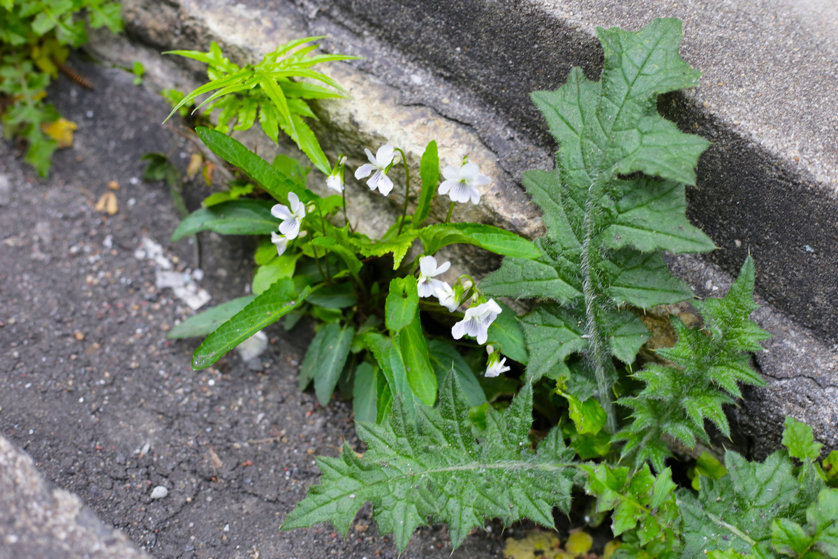 野生苦麻菜生吃有什么好处和坏处？