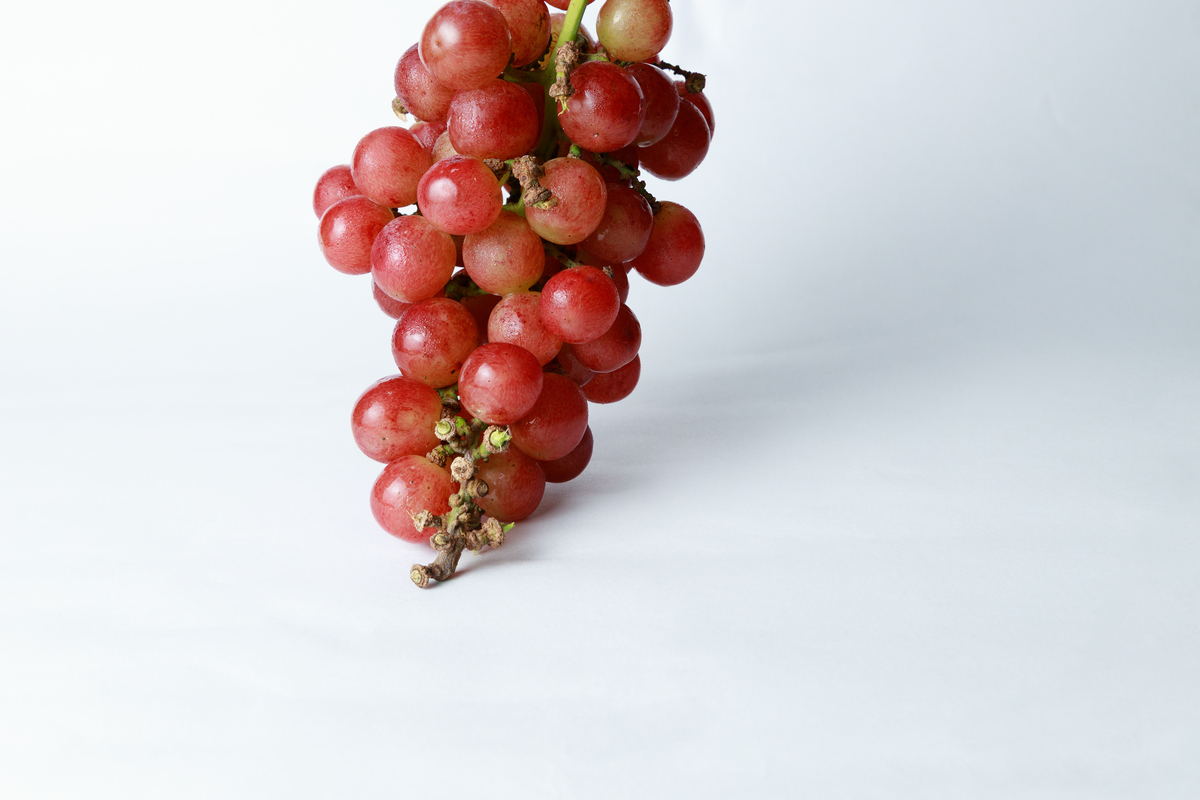 禁果是什么意思