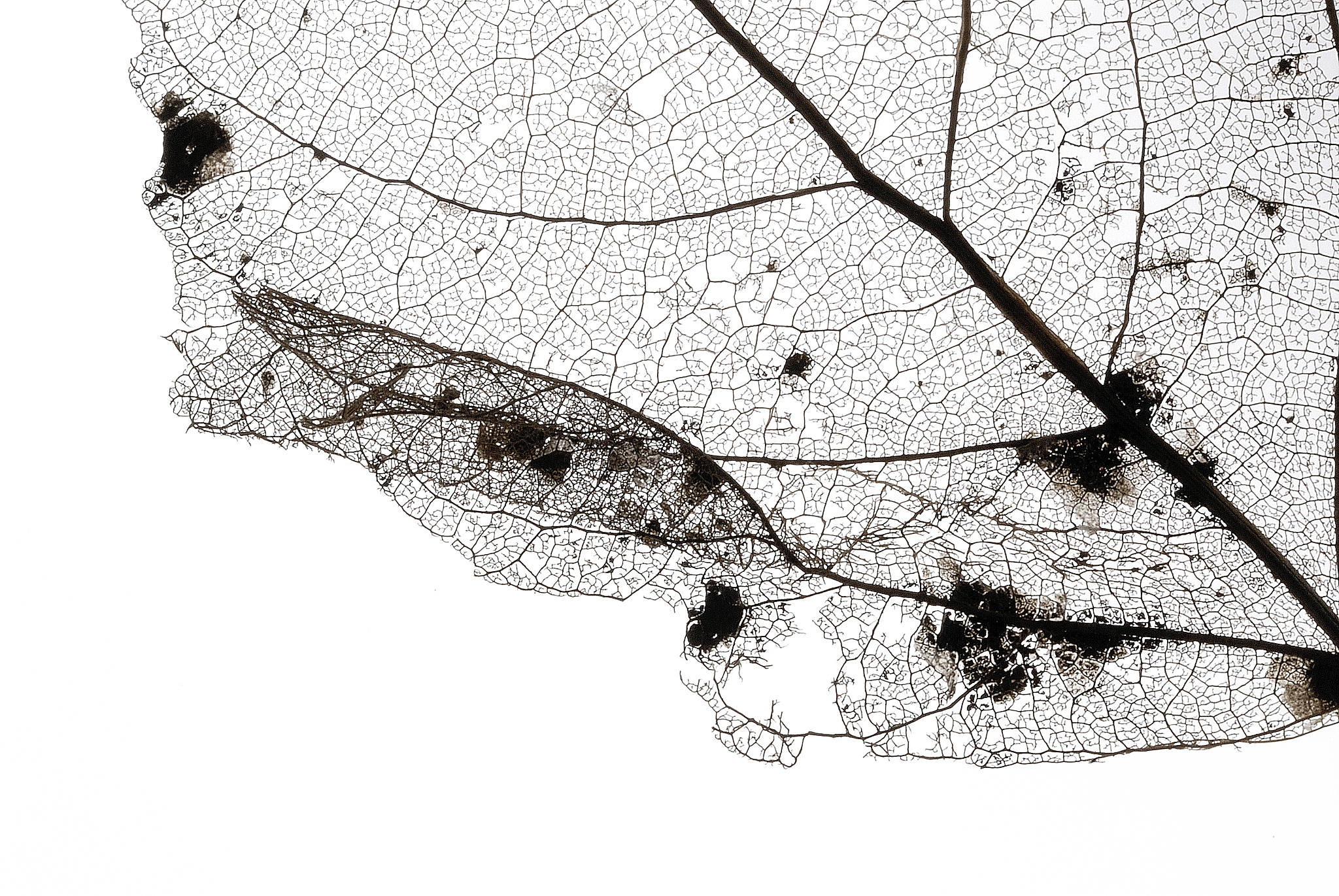 胶原三太肽生产原料不同会有什么区别