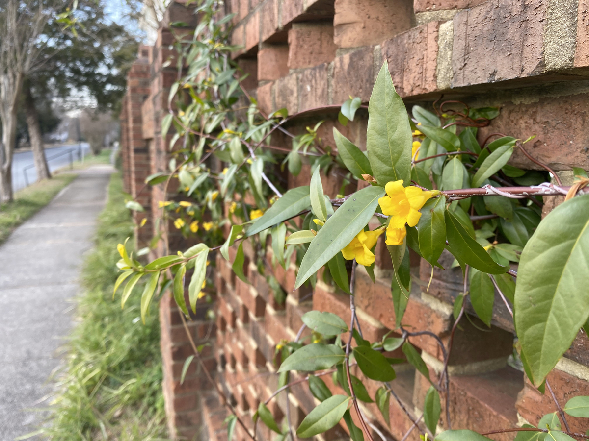 砖砌花园墙上生长的黄色茉莉花