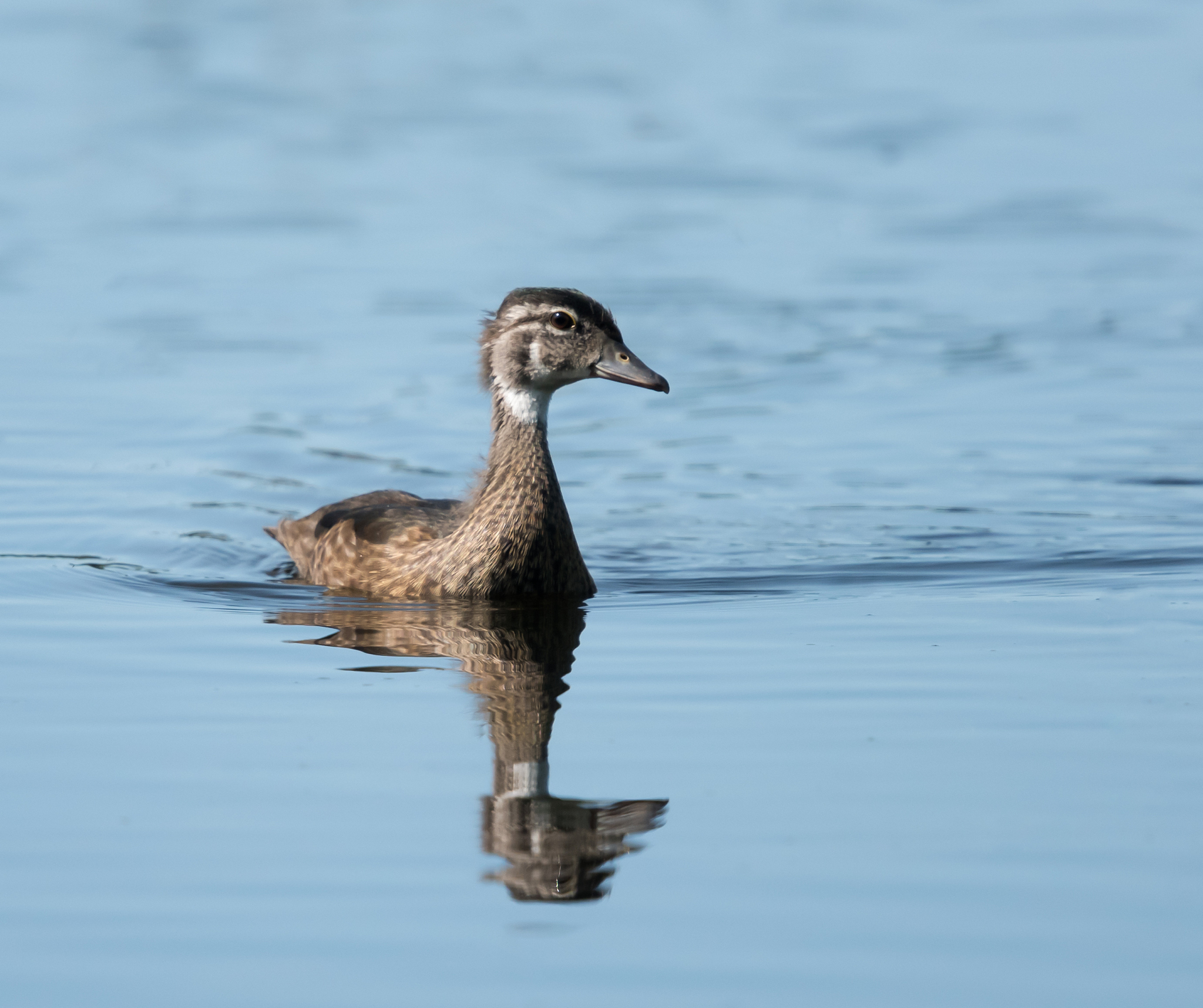 按照从短到长排序上述词汇