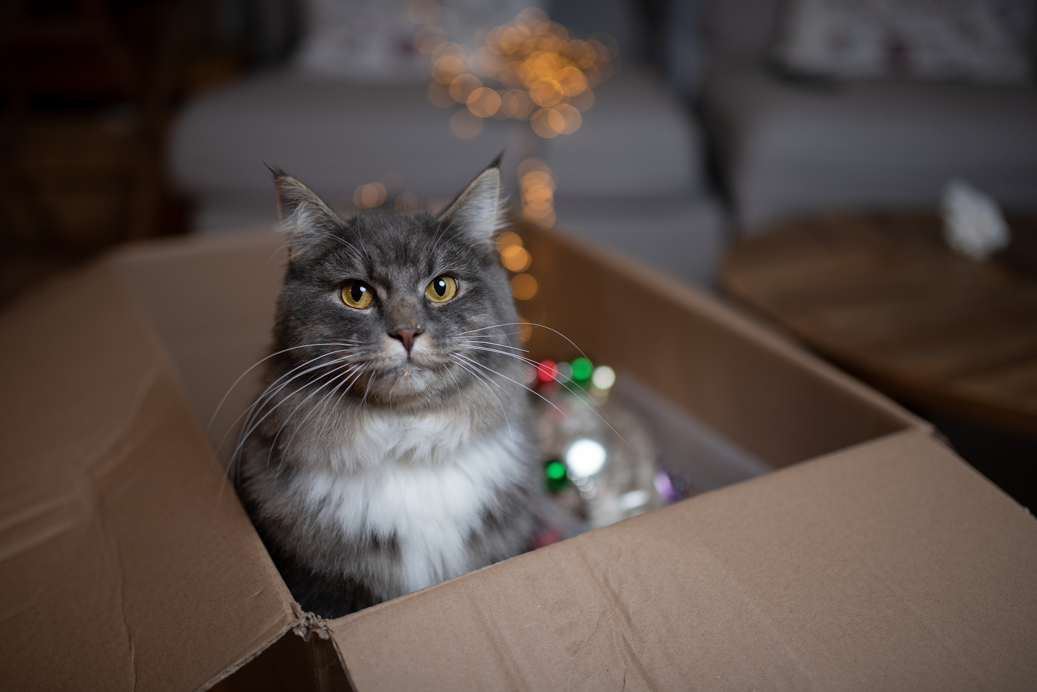 cat christmas decoration