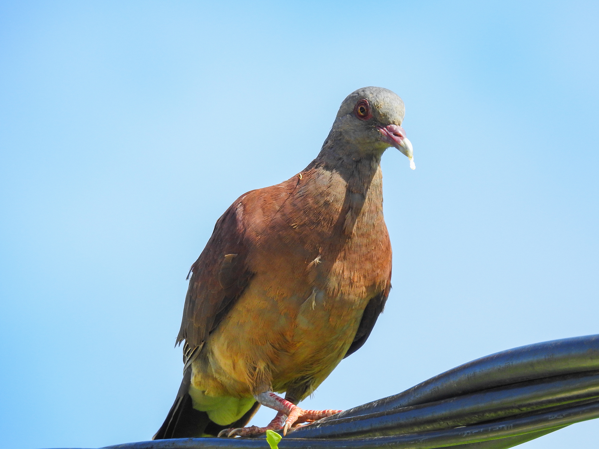 turtle dove (pigeon). endemic tropical birds of east africa. fau