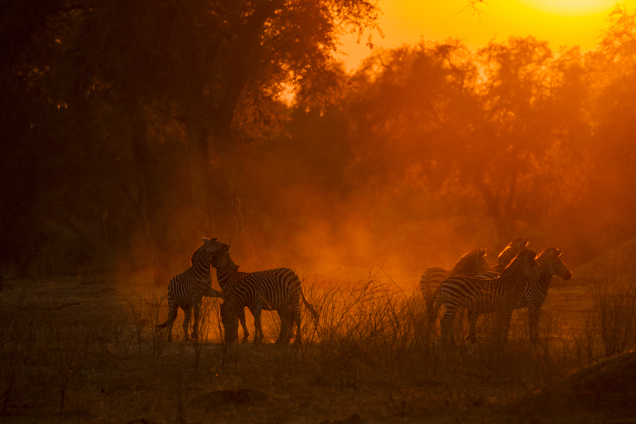 burchell's zebras (equus burchelli) in dusty mana pools national