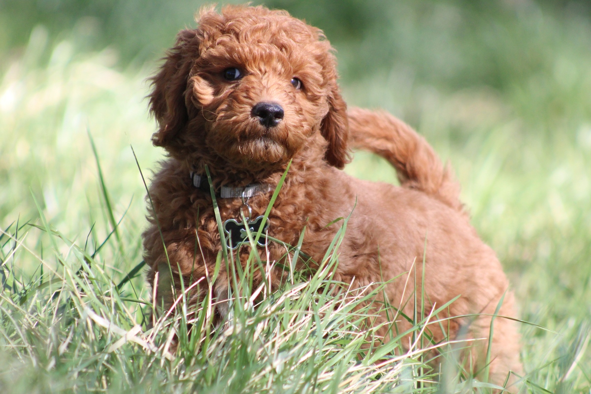 给狗狗取什么名字招财？100+ 发财好运的狗狗名字大全！