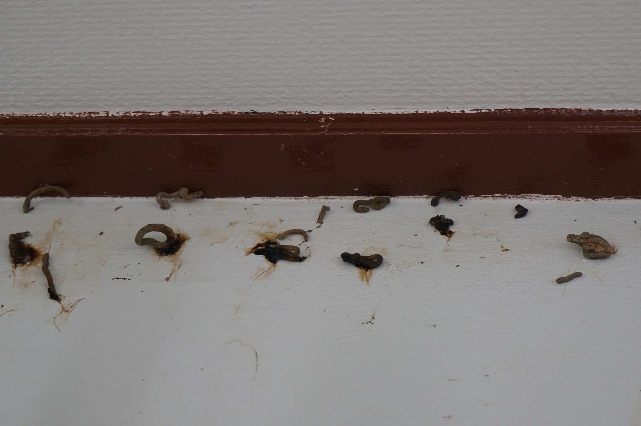 snail shit and dirt