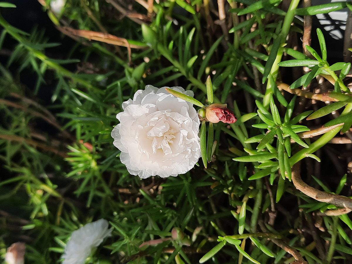 哪种木槿花不能吃回答+拓展