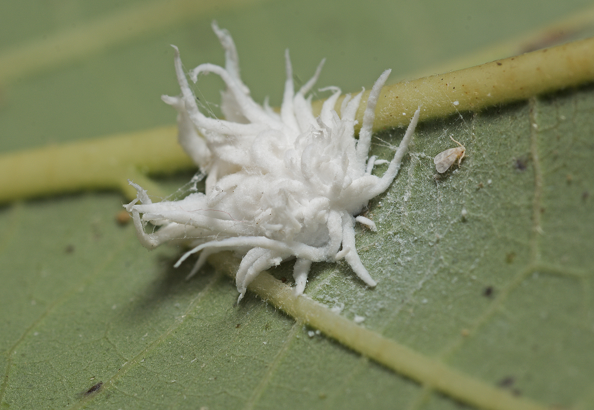 物种分布的变化