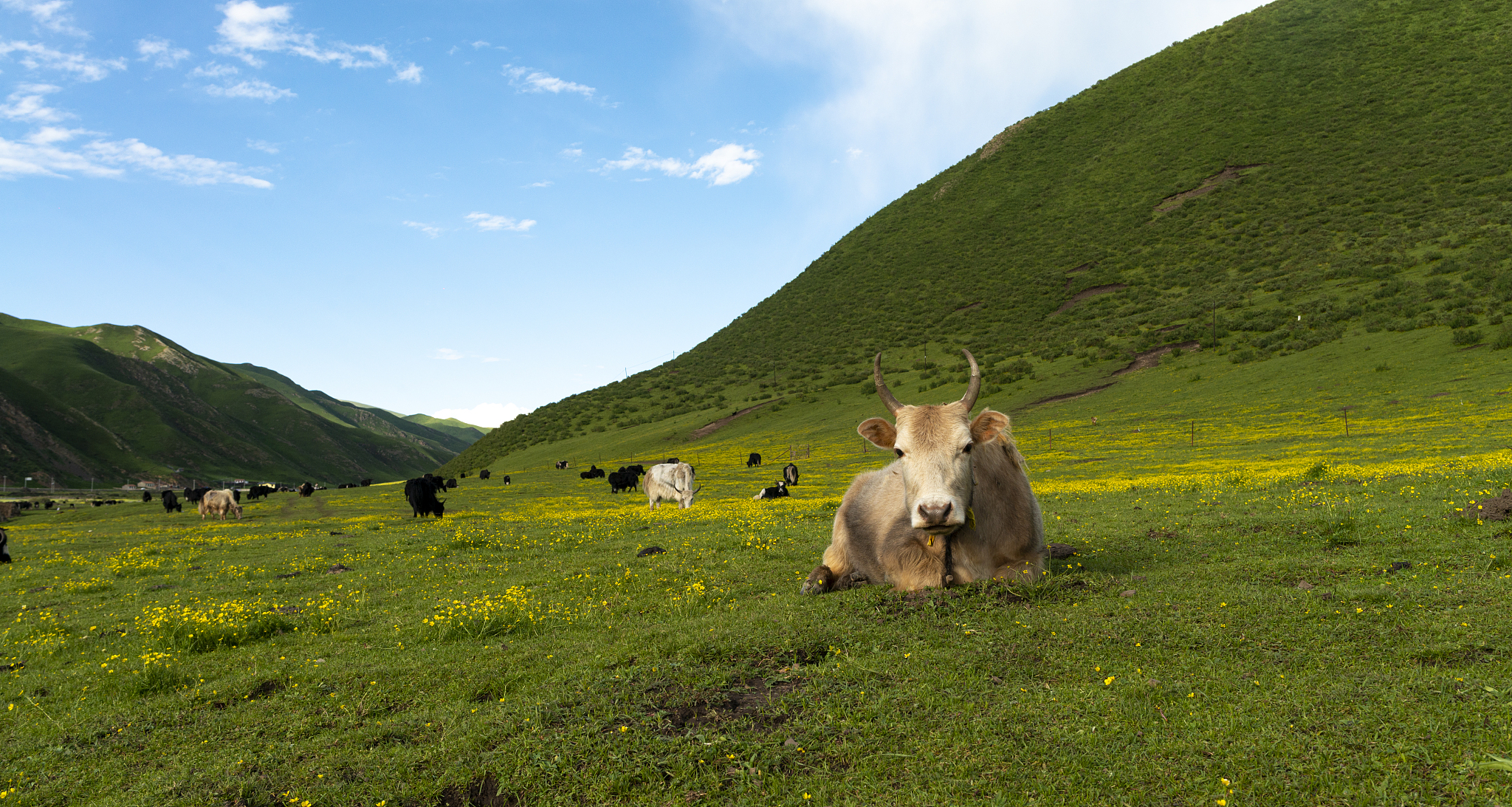 青海高等职业技术学院单招有高铁乘务专业吗？