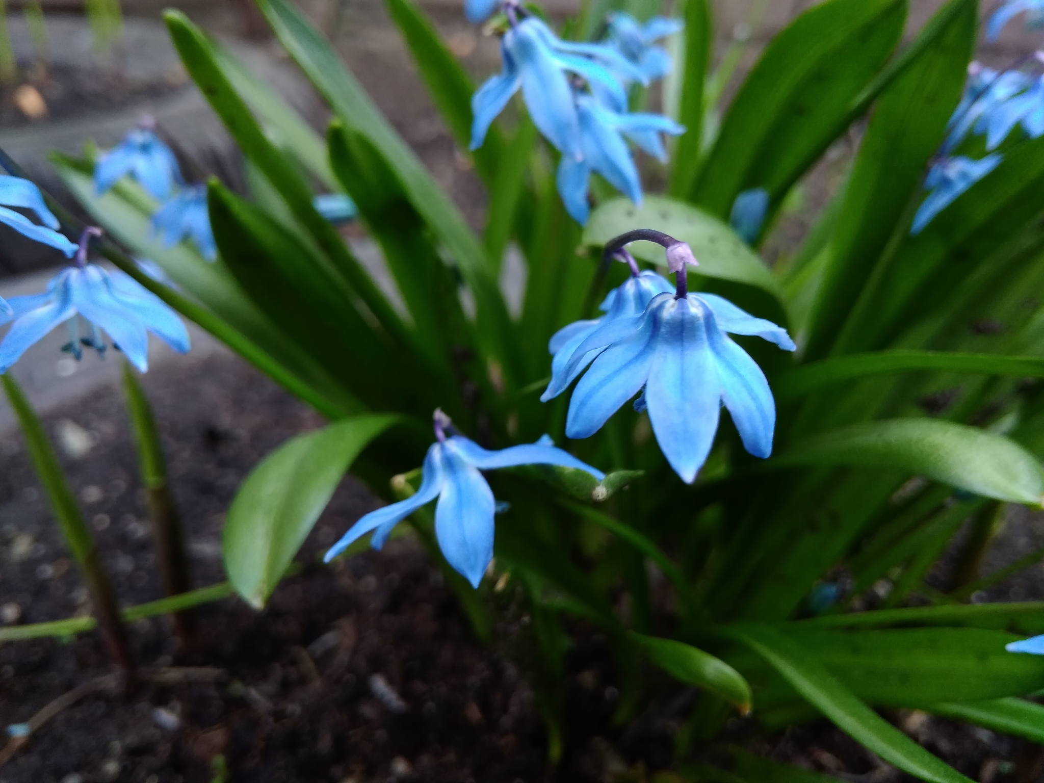 first spring blue flowers scilla closeup