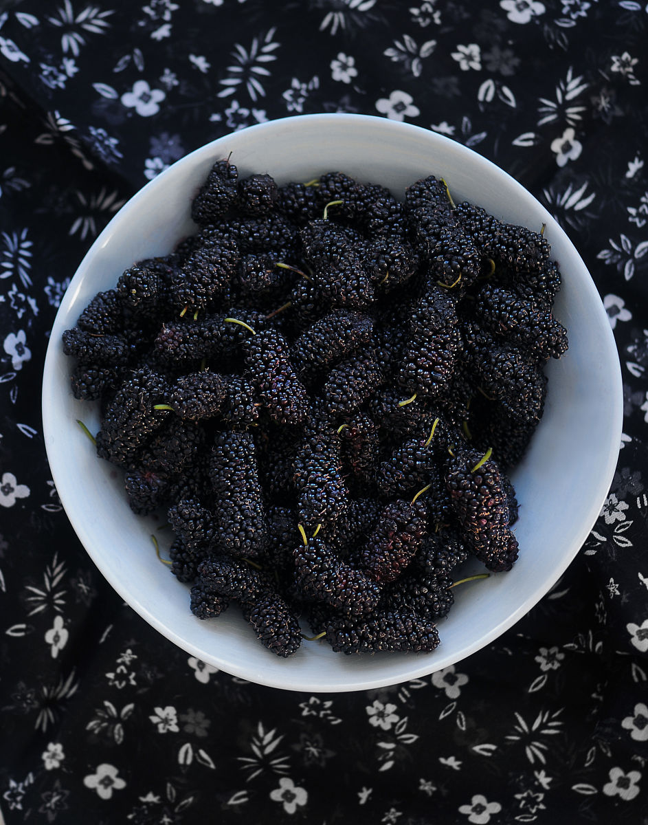 黑桑葚的功效与作用及食用禁忌 | 营养丰富的水果