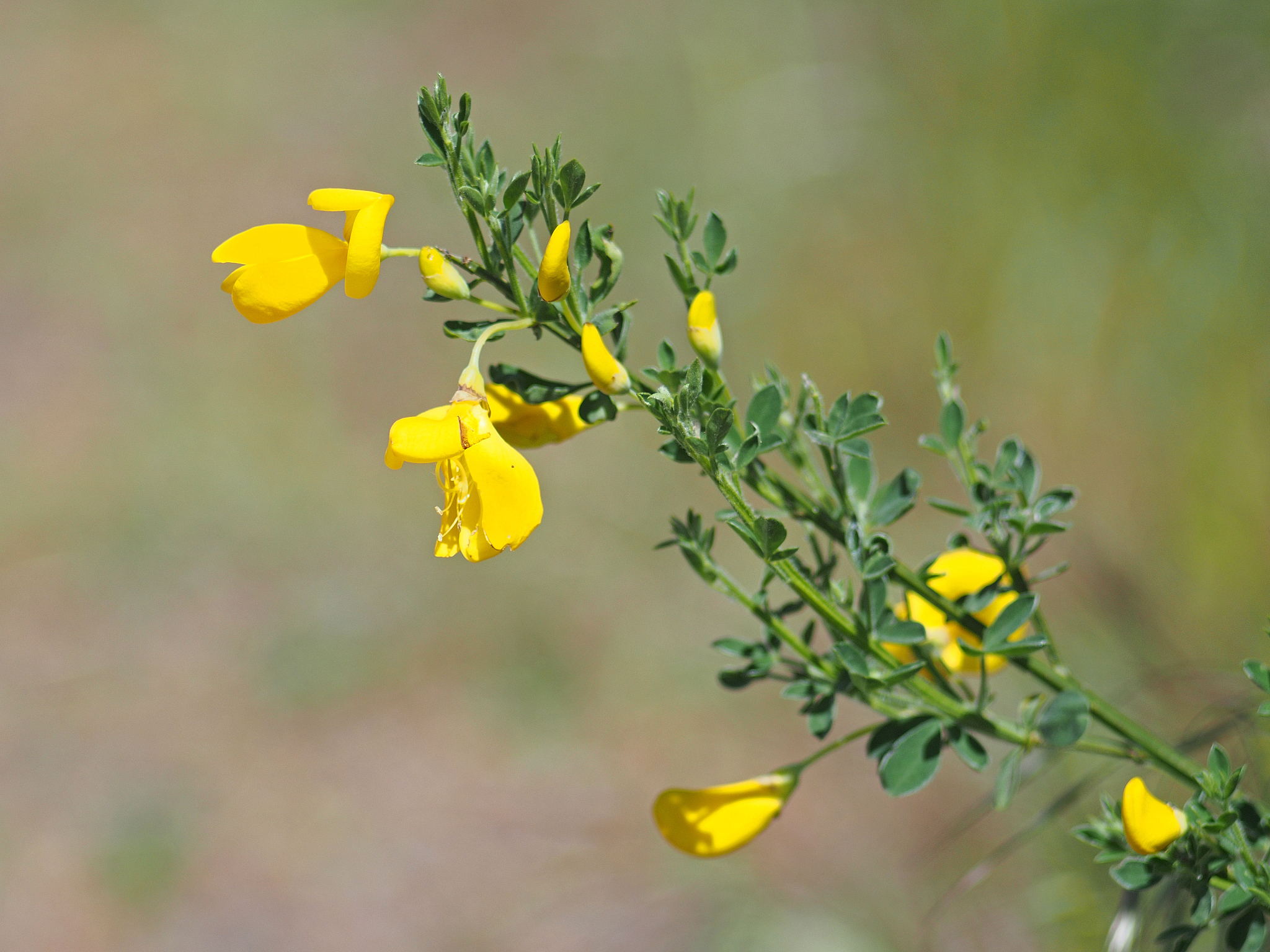 invasive scotch broom in british columbia, canada