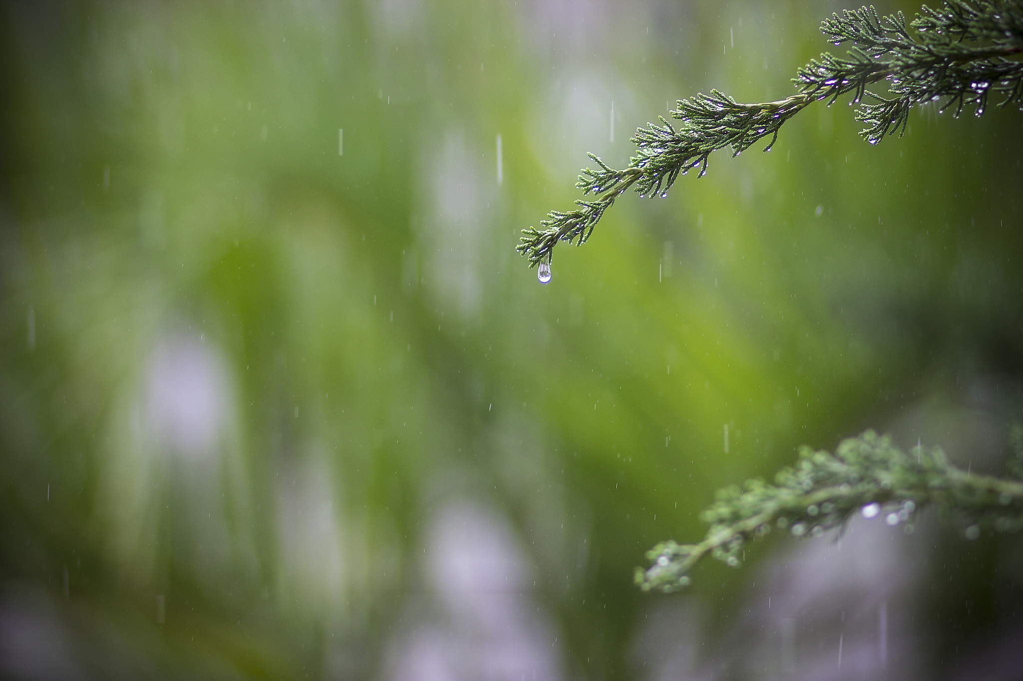 夏雨的诗意：300字感受夏日雨景的魅力