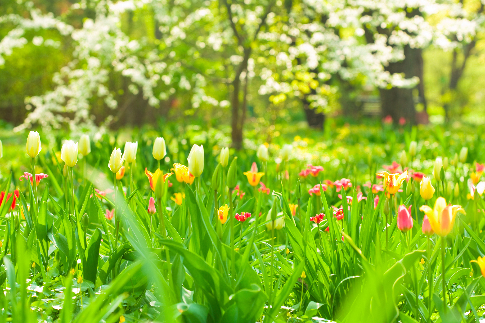 春天的美丽与希望：感受自然的新生