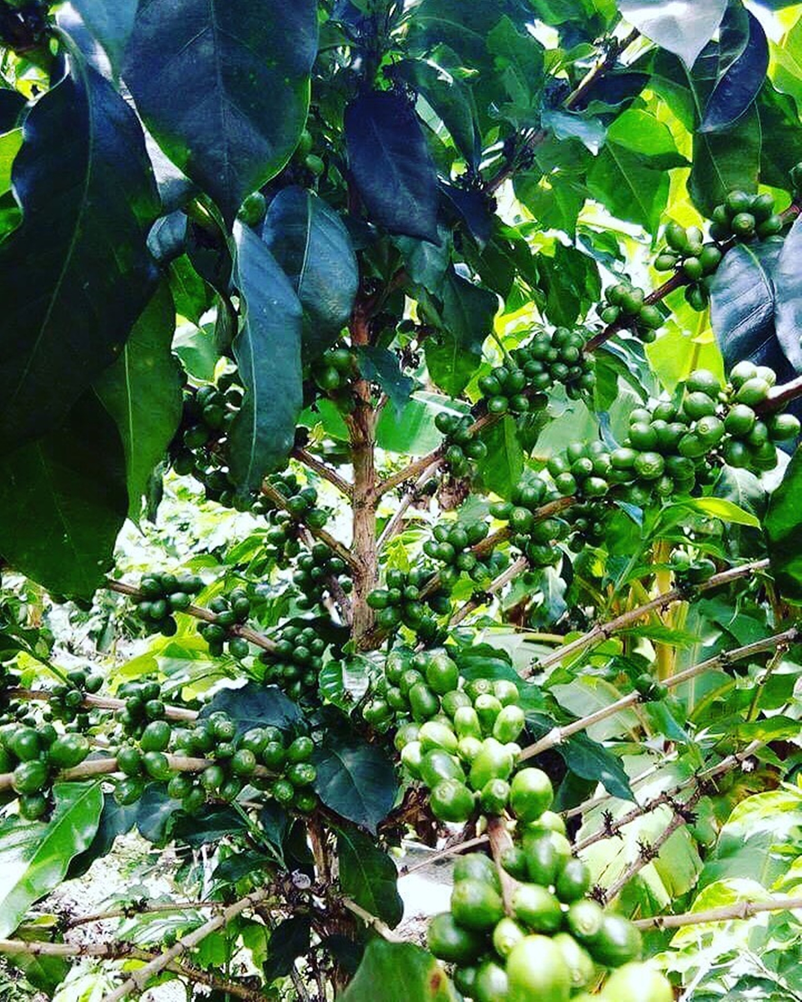 广西澳洲坚果推广的技术和人员要求