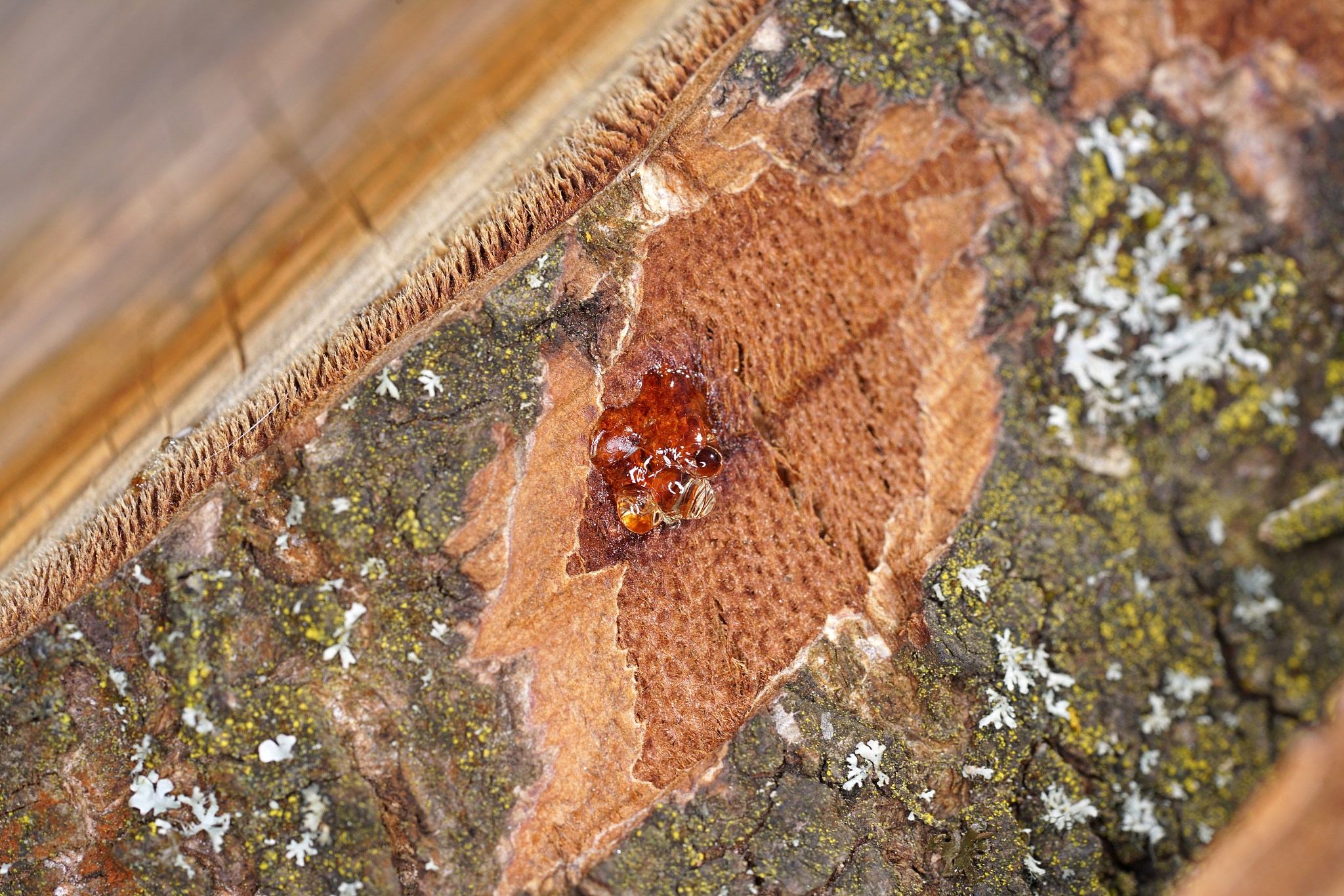 tree resin on a freshly cut tree with the macro photographed obj