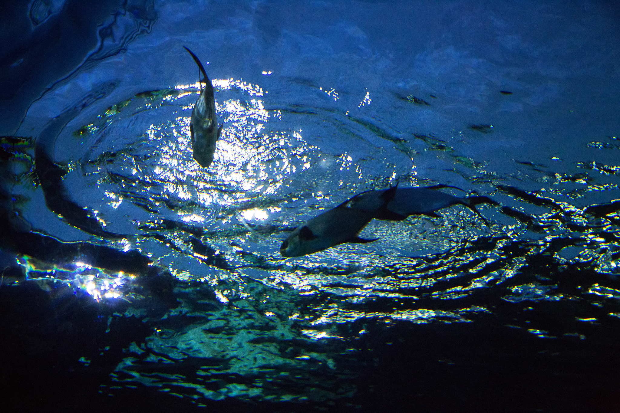 fish on water from underwater shot