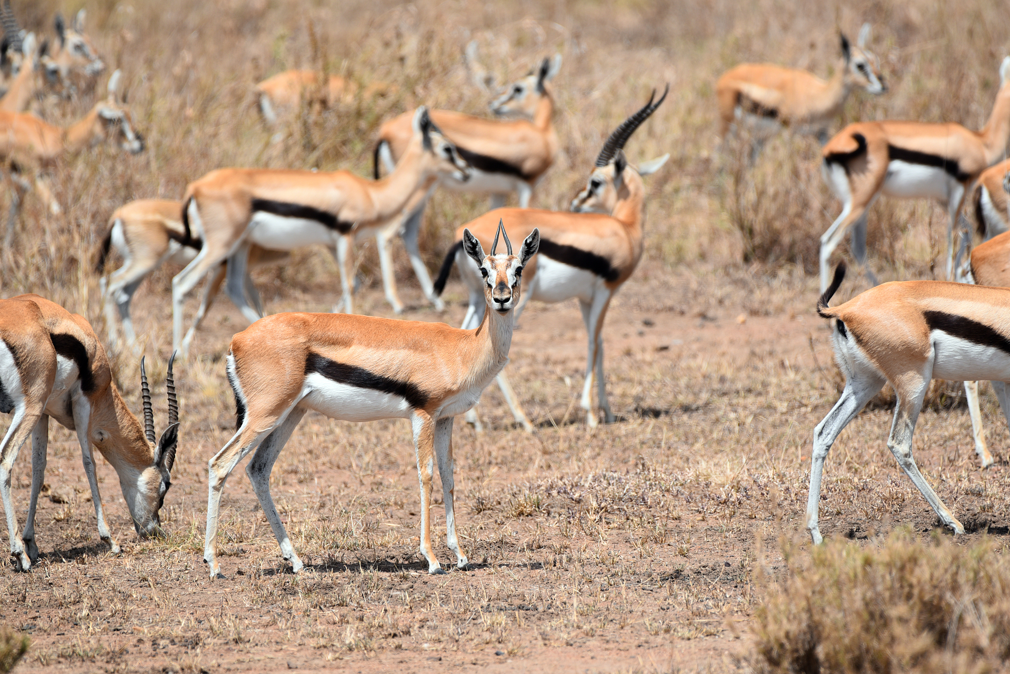 small herd of thomson gazelle (tommie) in serengeti national par
