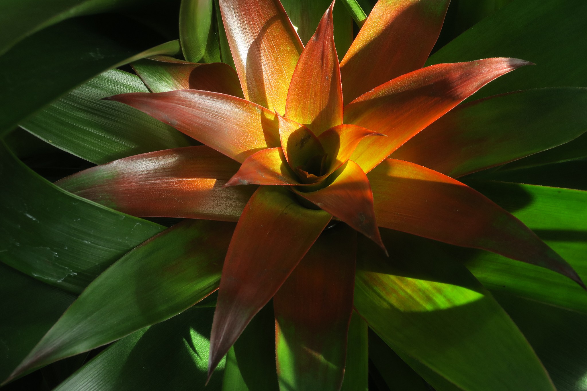 JX开头的英文单词列表 - 所有可能的组合