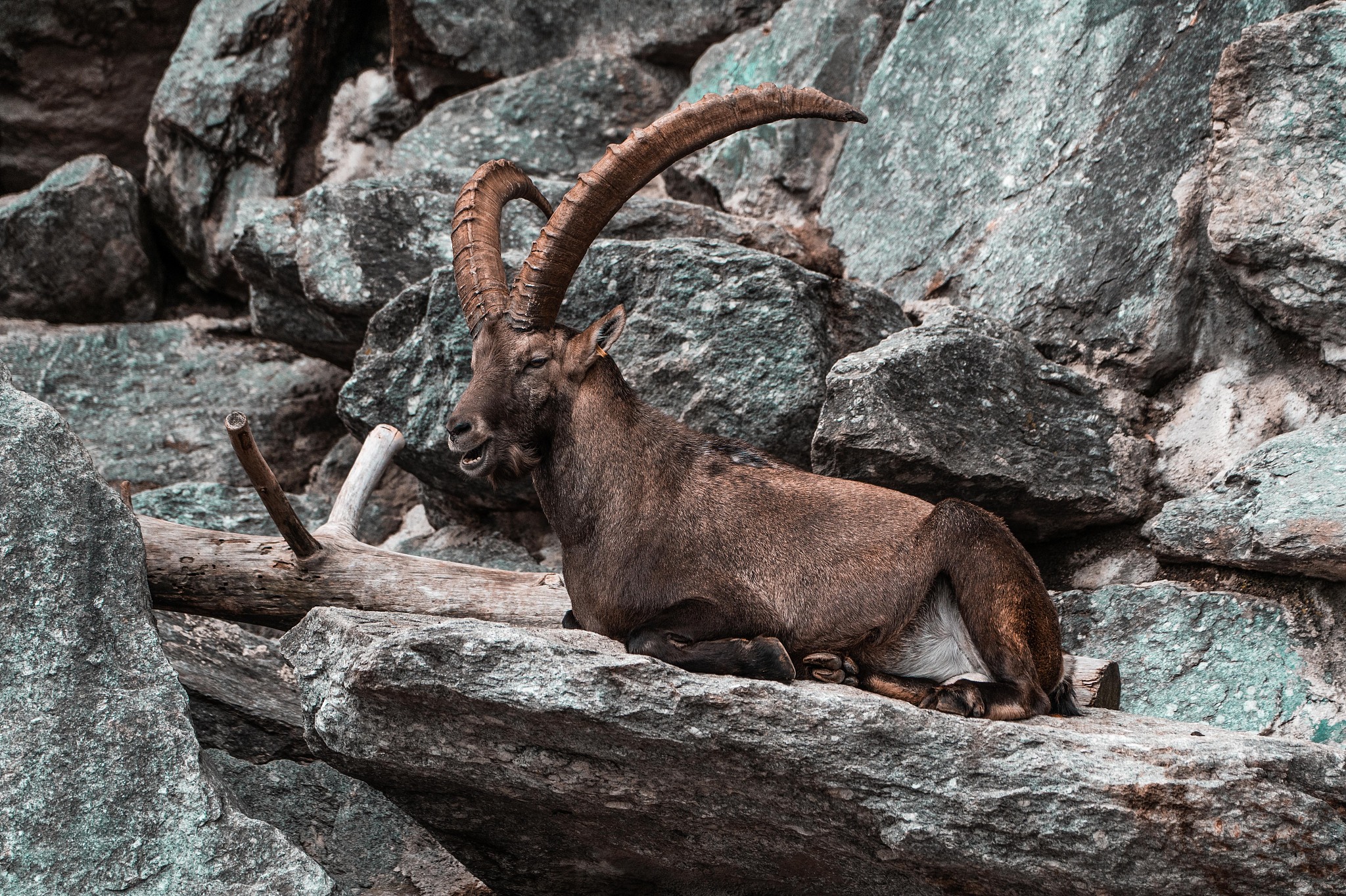 capricorn on a rock image, natural wildlife photography