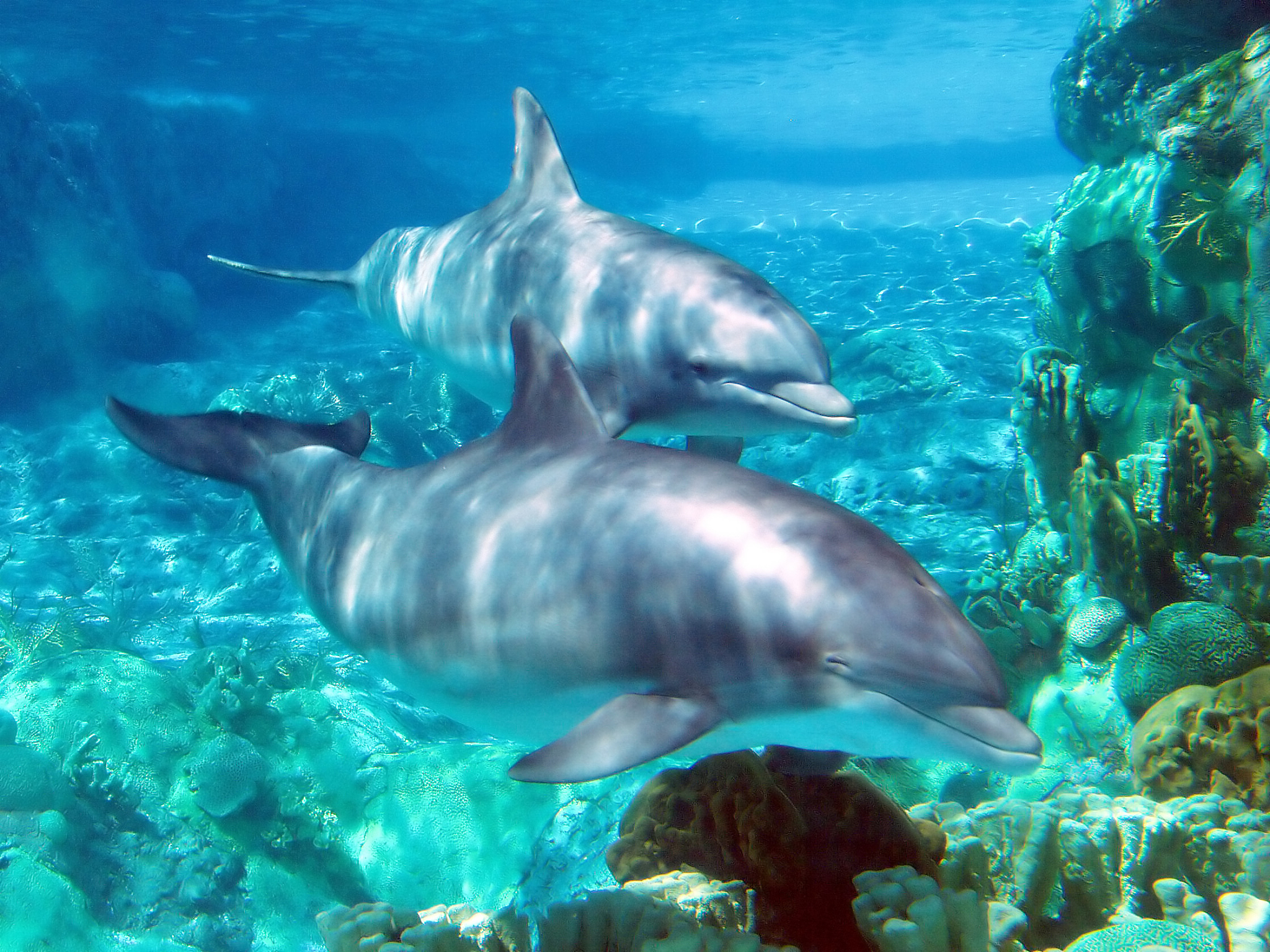 dolphins near coral at a park