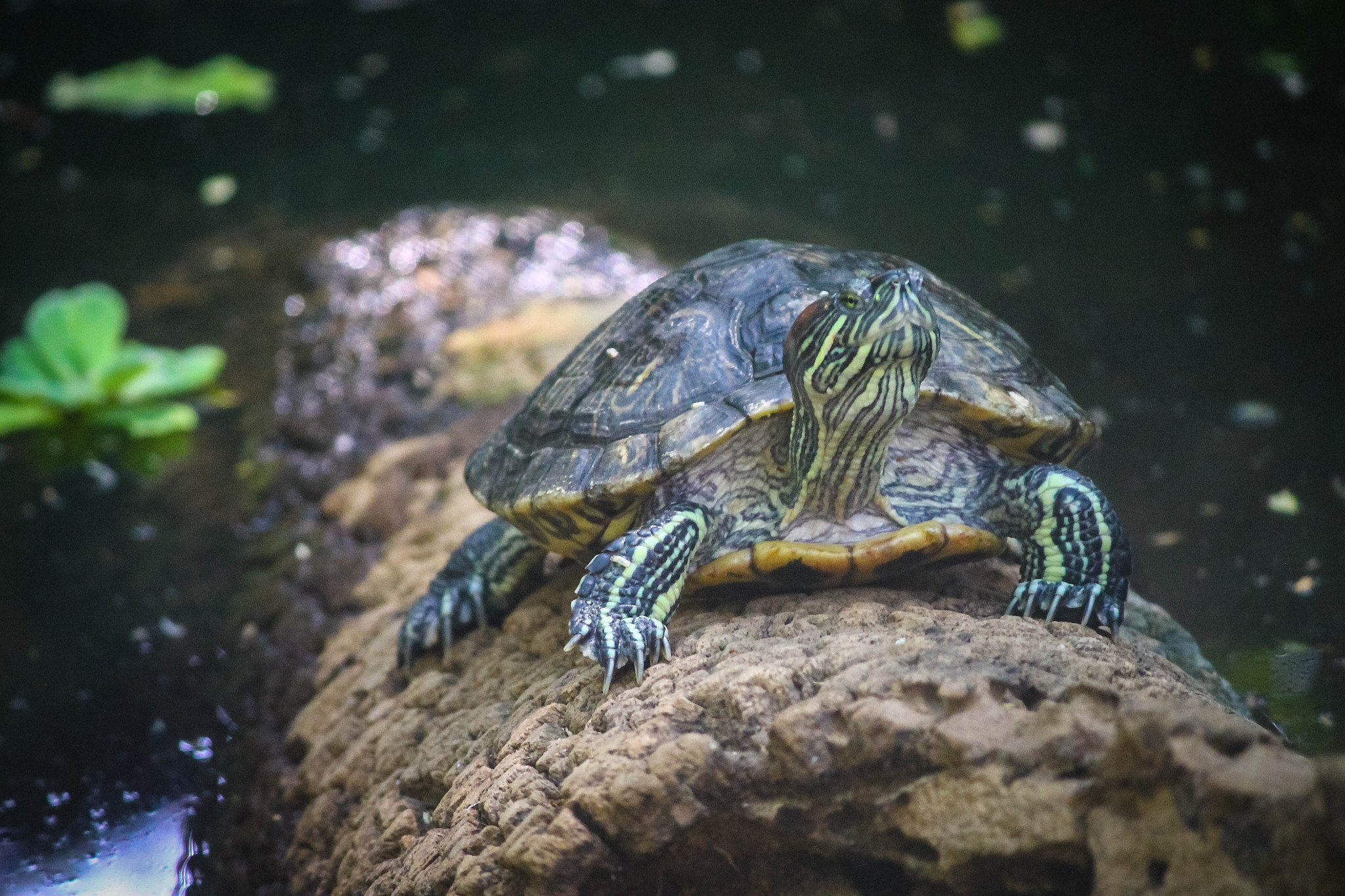 turtle