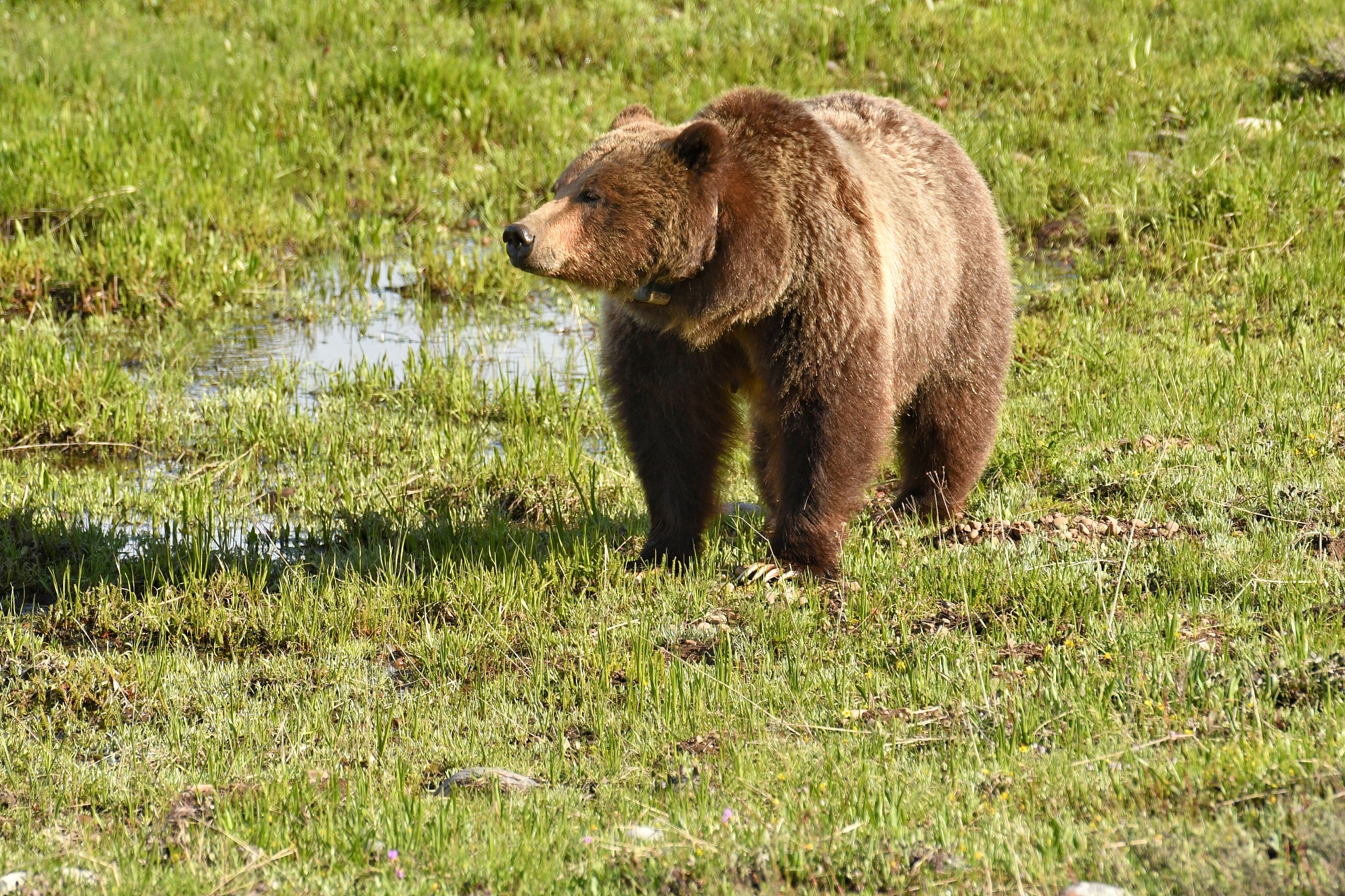 grizzly in wyoming