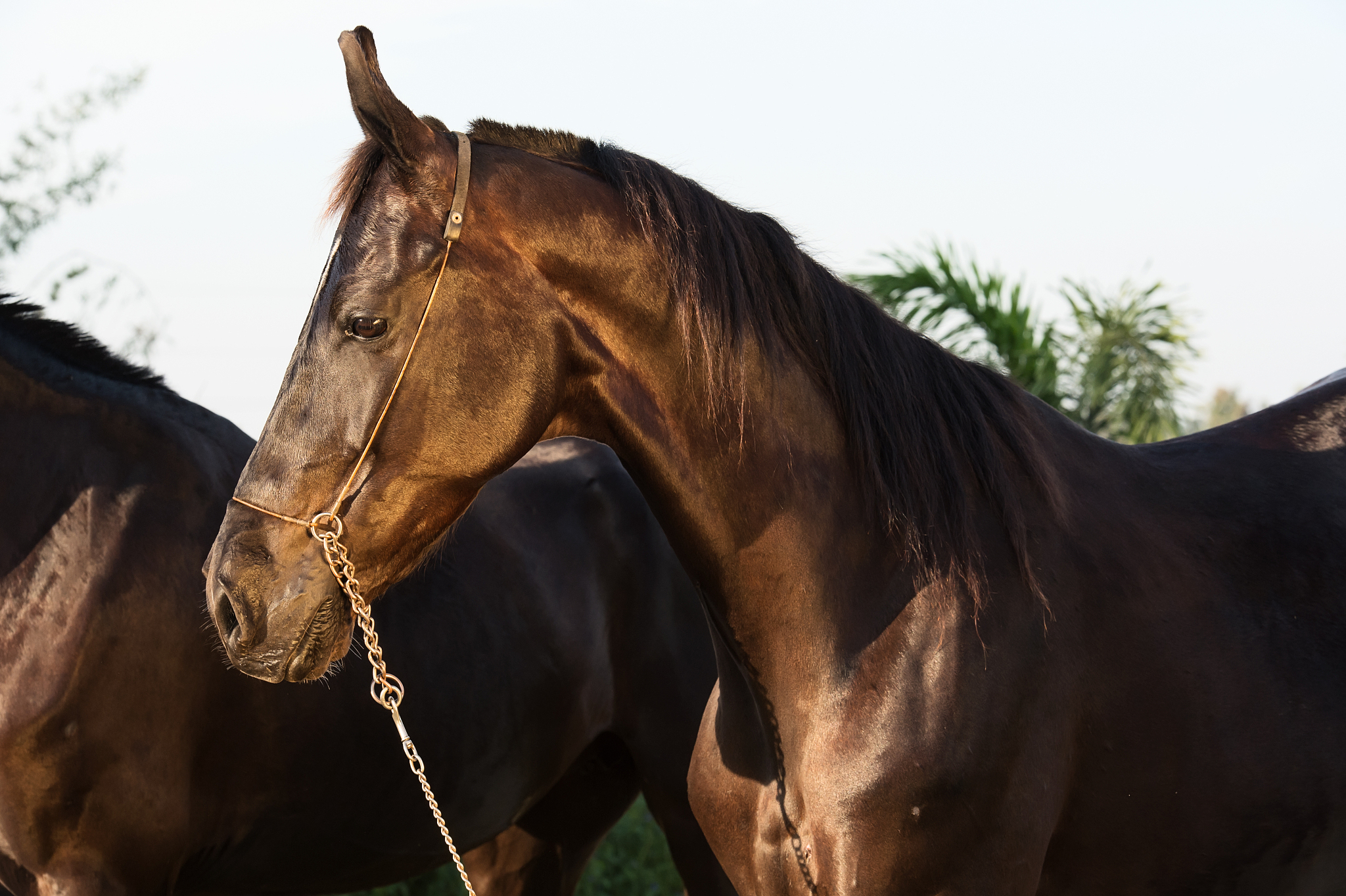 portrait of beautiful black  marwari mare at evening. authentic 